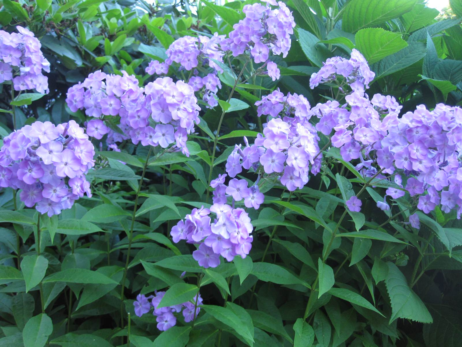 Растение месяца: Флокс метельчатый