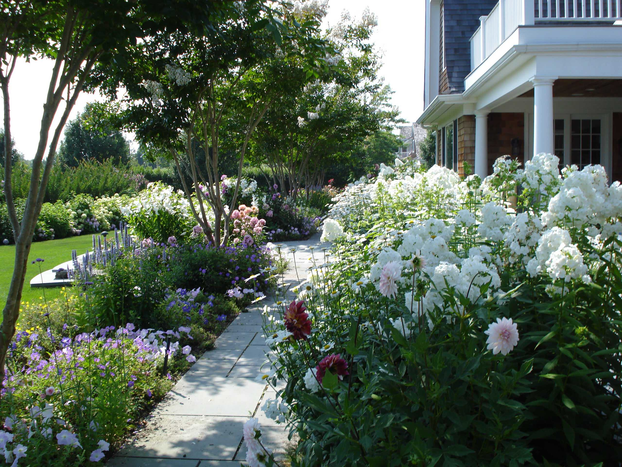 Растение месяца: Флокс метельчатый