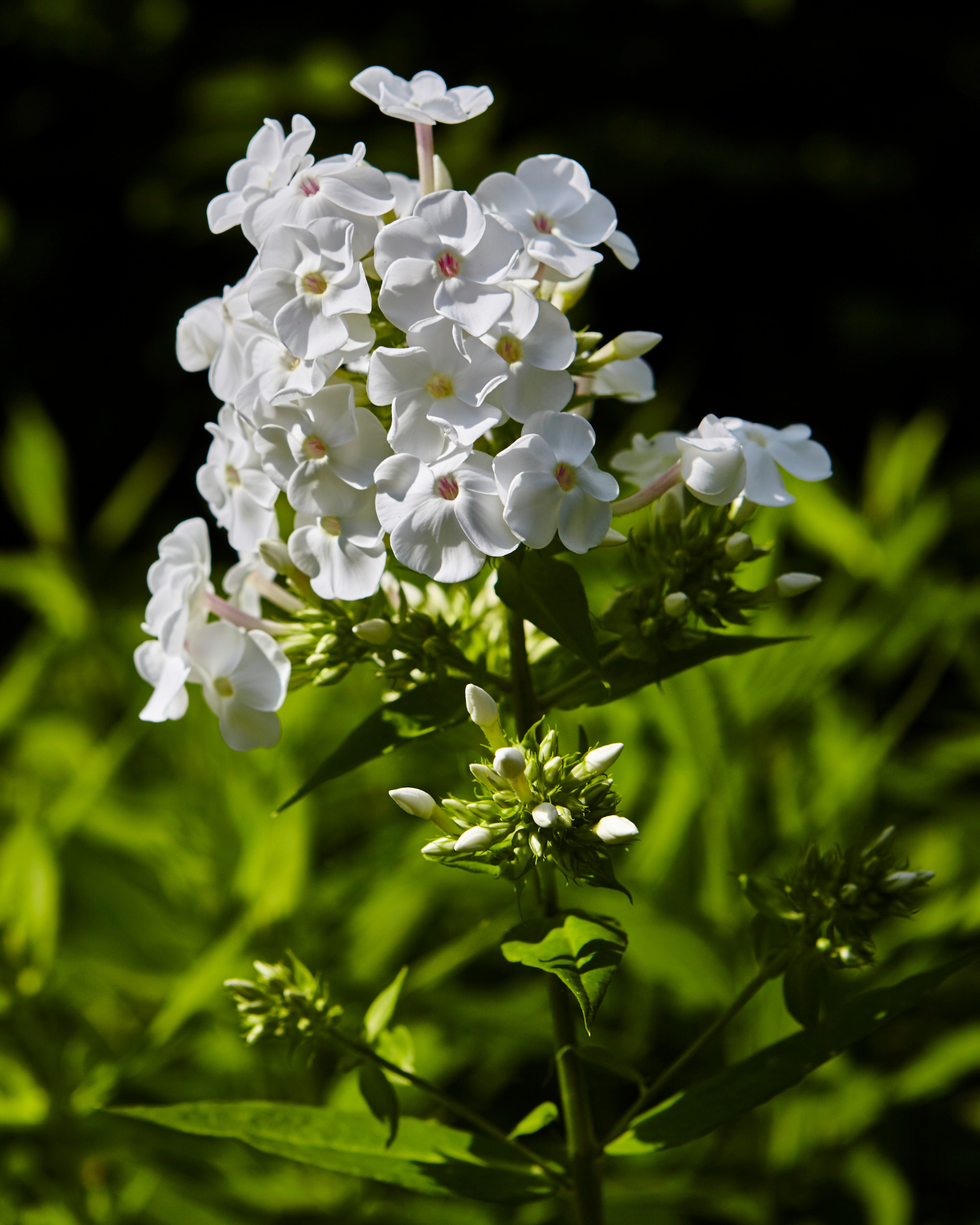 10 садовых цветов, за которыми можно почти не ухаживать