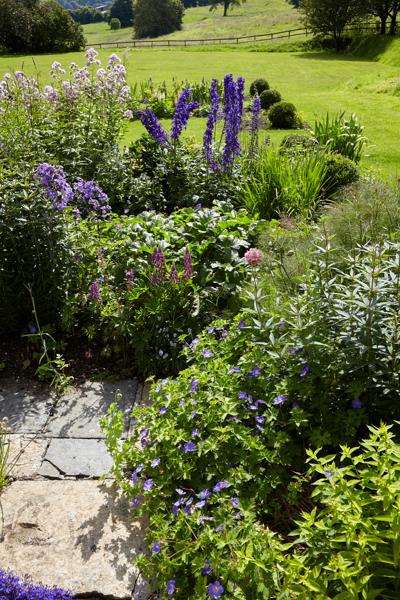 Растение месяца: Флокс метельчатый