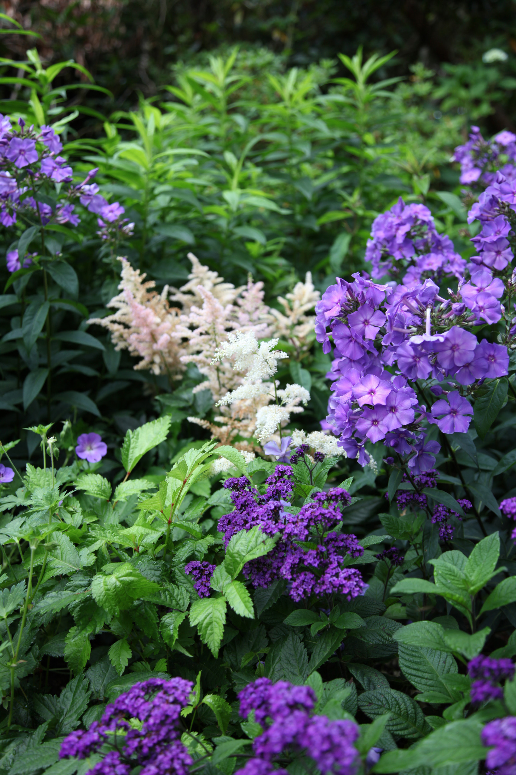 Растение месяца: Флокс метельчатый