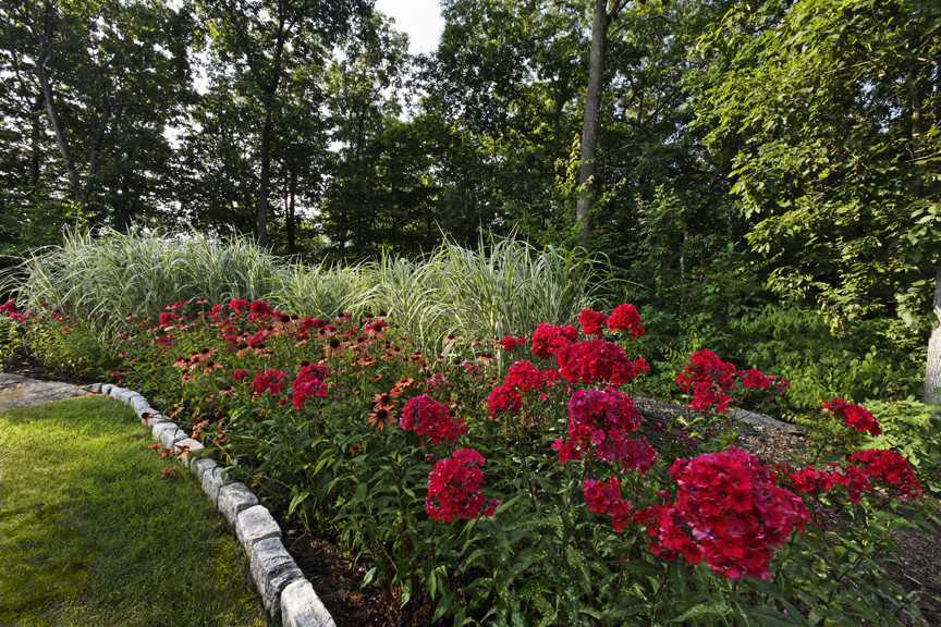 Растение месяца: Флокс метельчатый