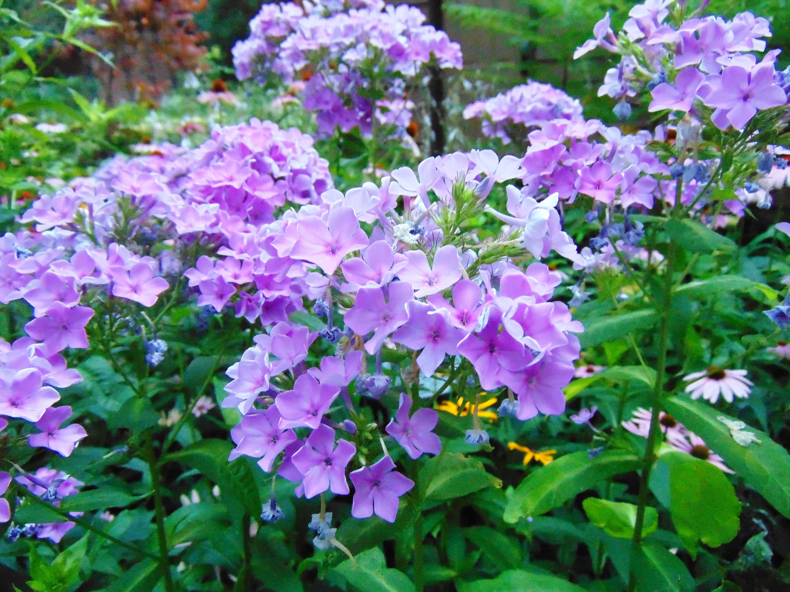 Растение месяца: Флокс метельчатый