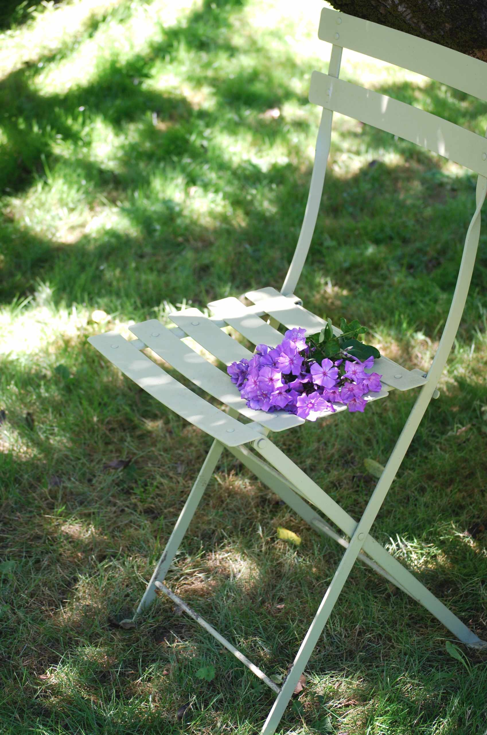 Растение месяца: Флокс метельчатый