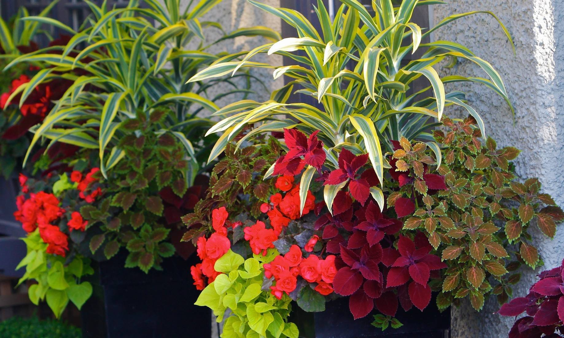 Фотоохота: 50 схем для высадки в летние кашпо