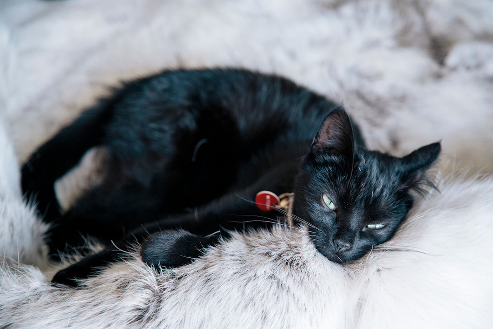 Houzz Ирландия: Столярная мастерская, ставшая современным домом