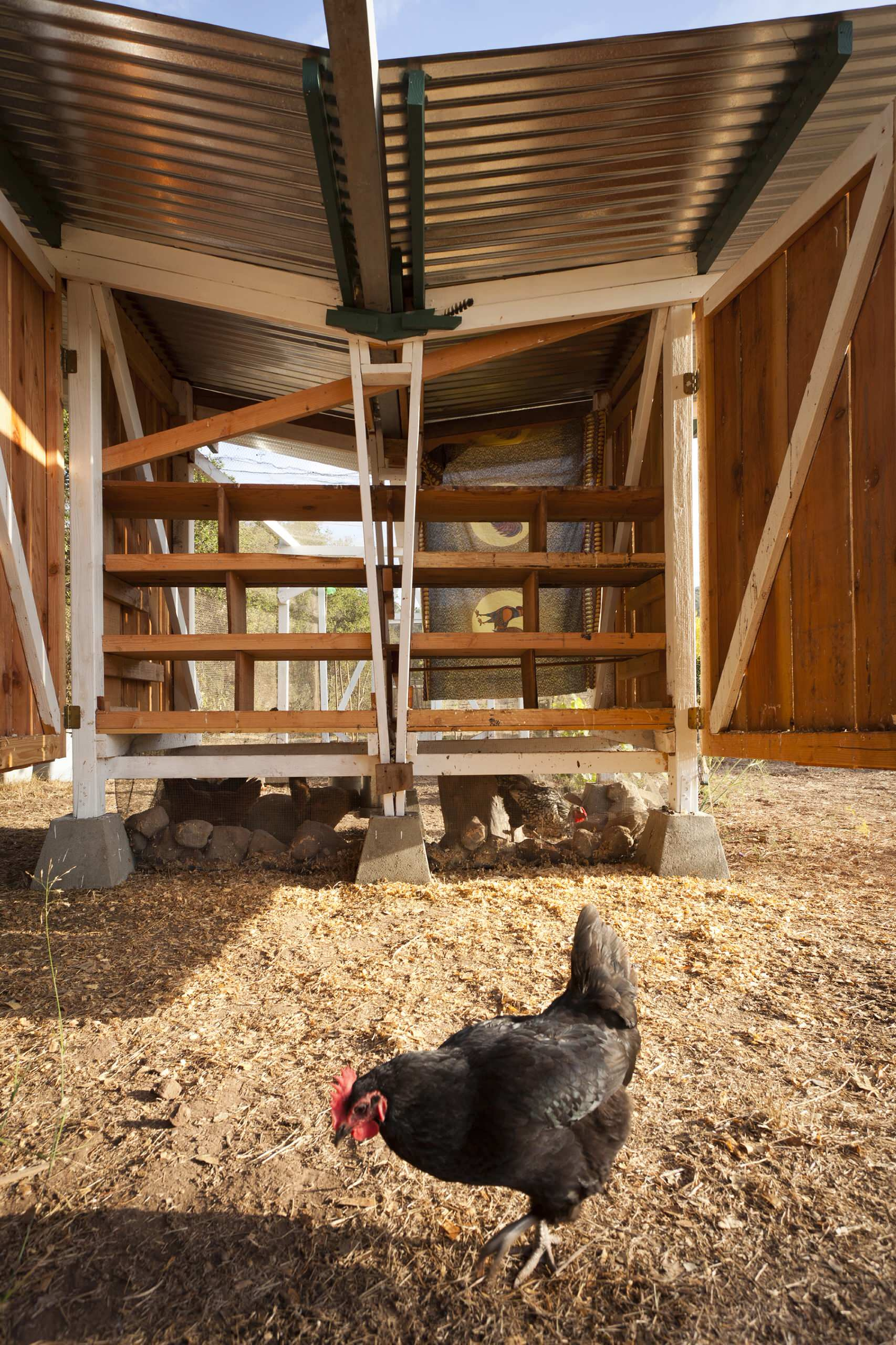 Проект недели: Курятник в Калифорнии, собирающий дождевую воду