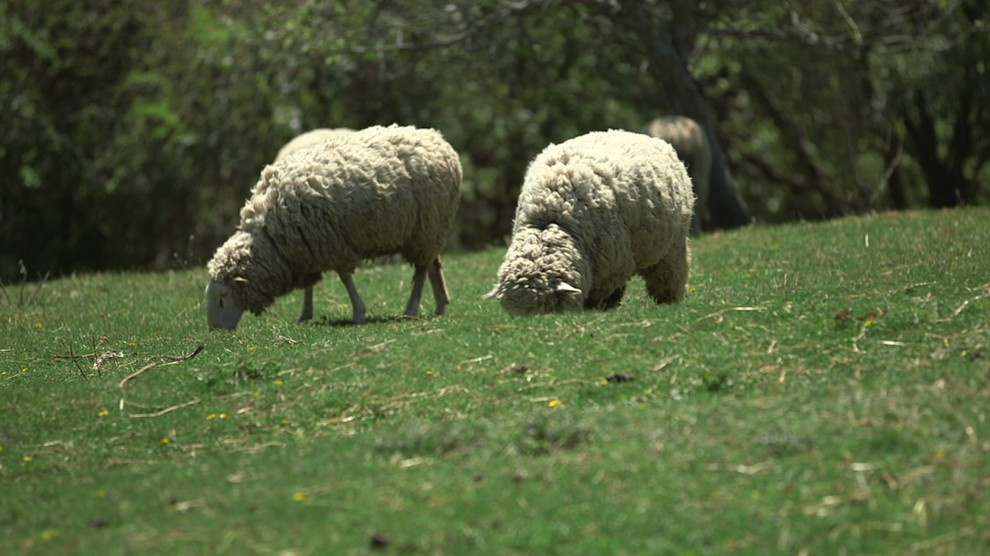 Мир дизайна: Как 9 семей живут и ведут хозяйство на своих фермах