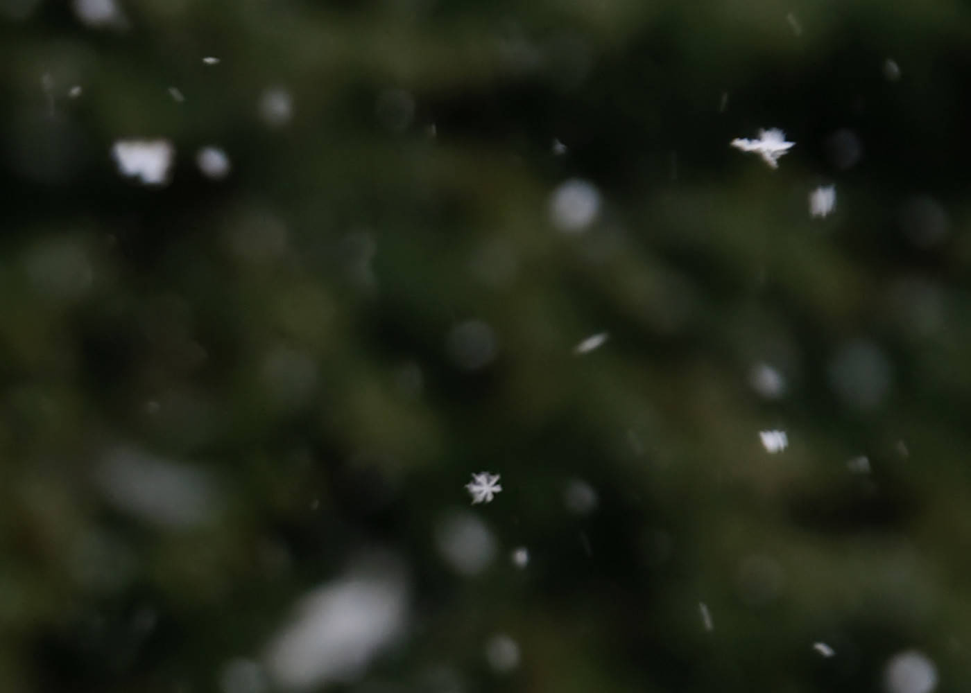 Календарь на декабрь: До весны далеко, до травы глубоко