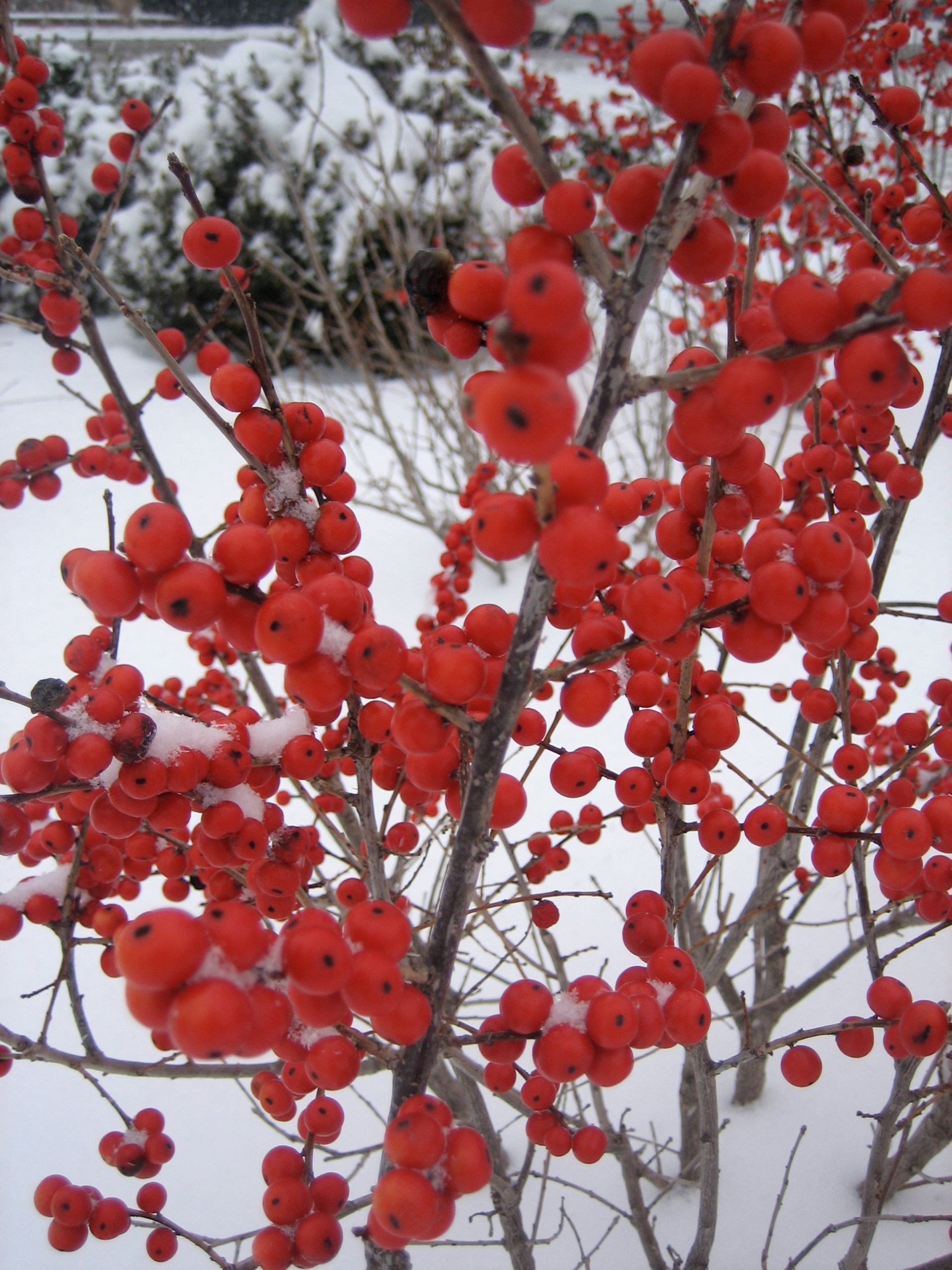 Календарь на декабрь: До весны далеко, до травы глубоко