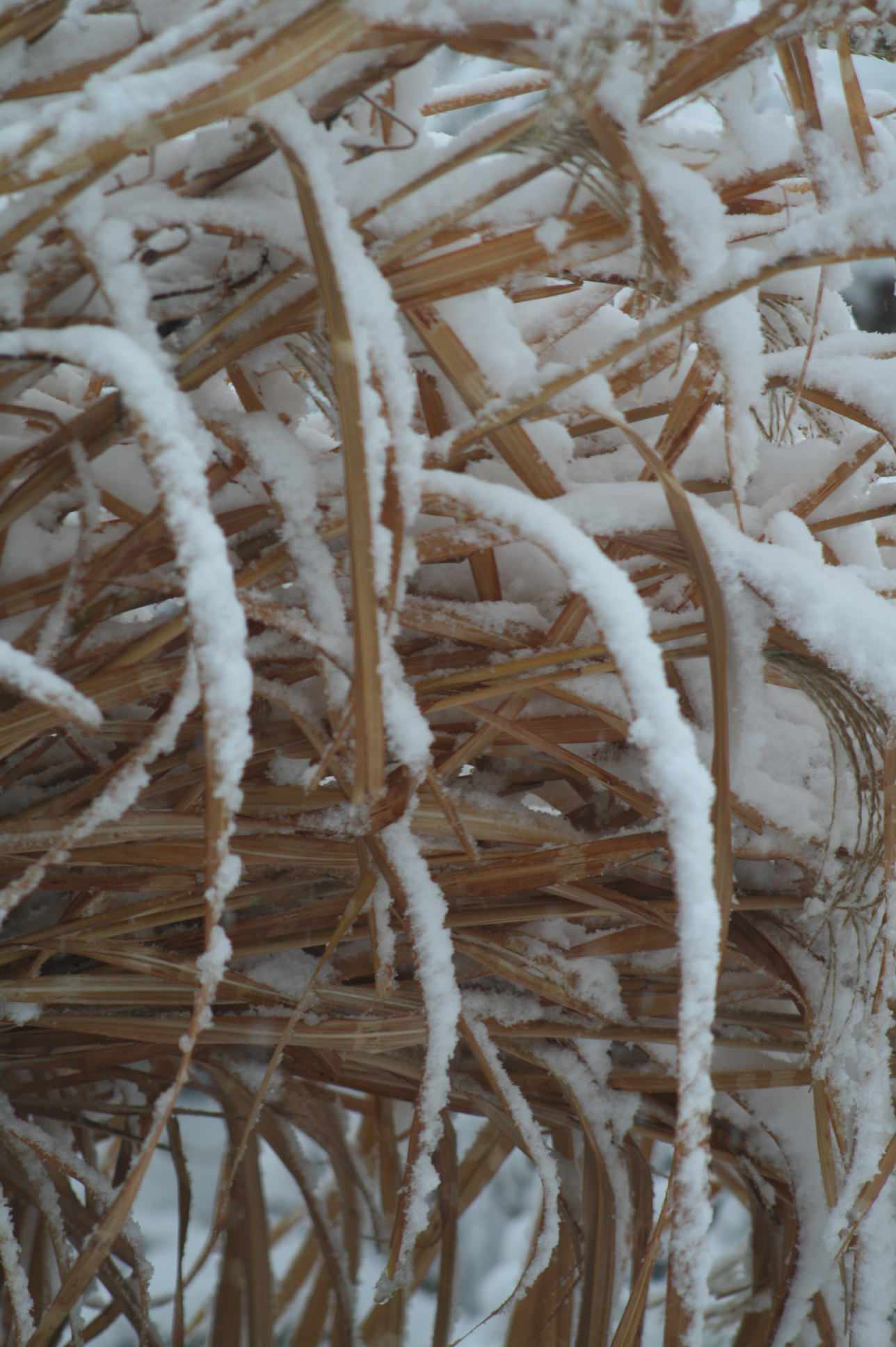 Календарь на декабрь: До весны далеко, до травы глубоко