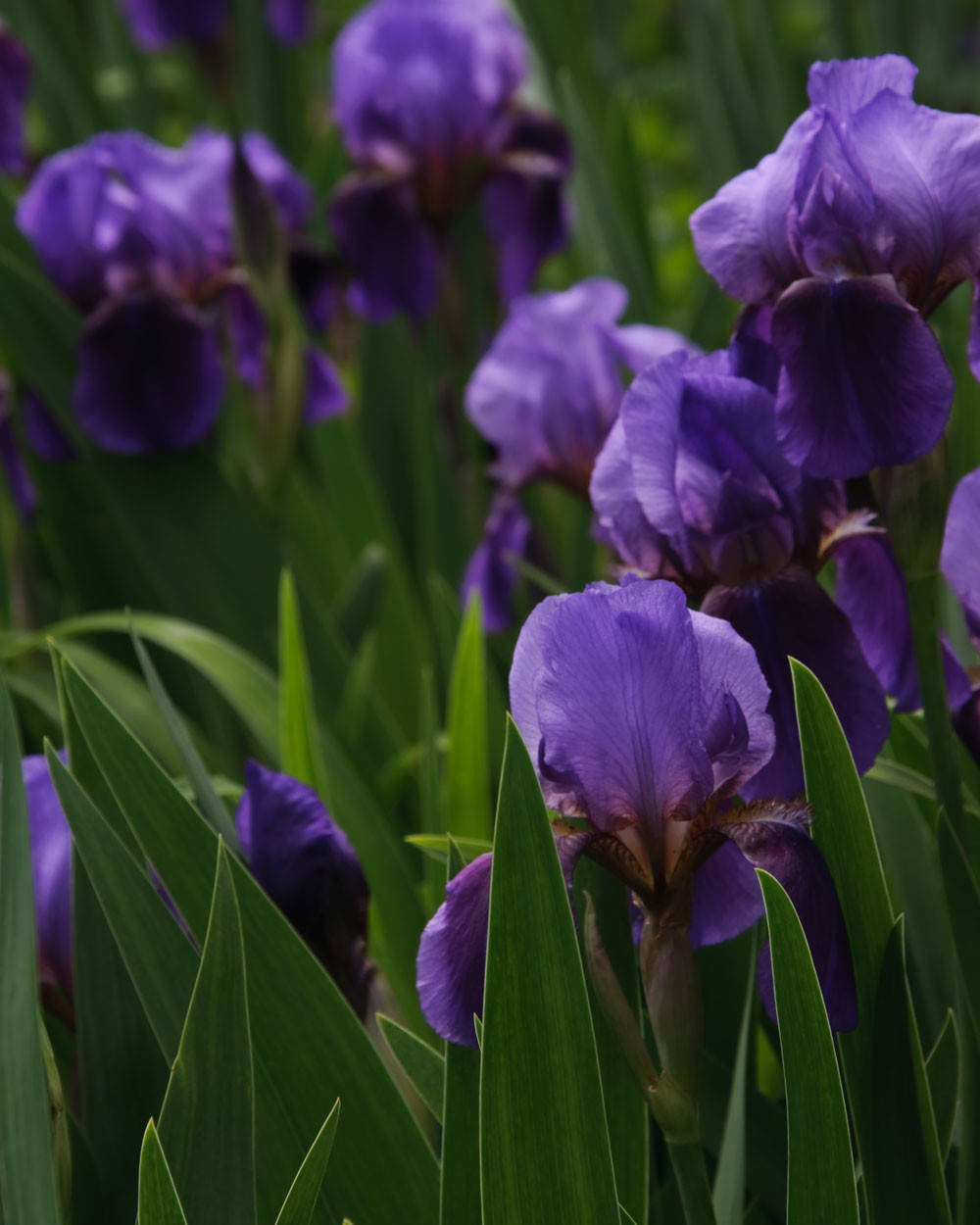 Цветок месяца: Ирис бородатый