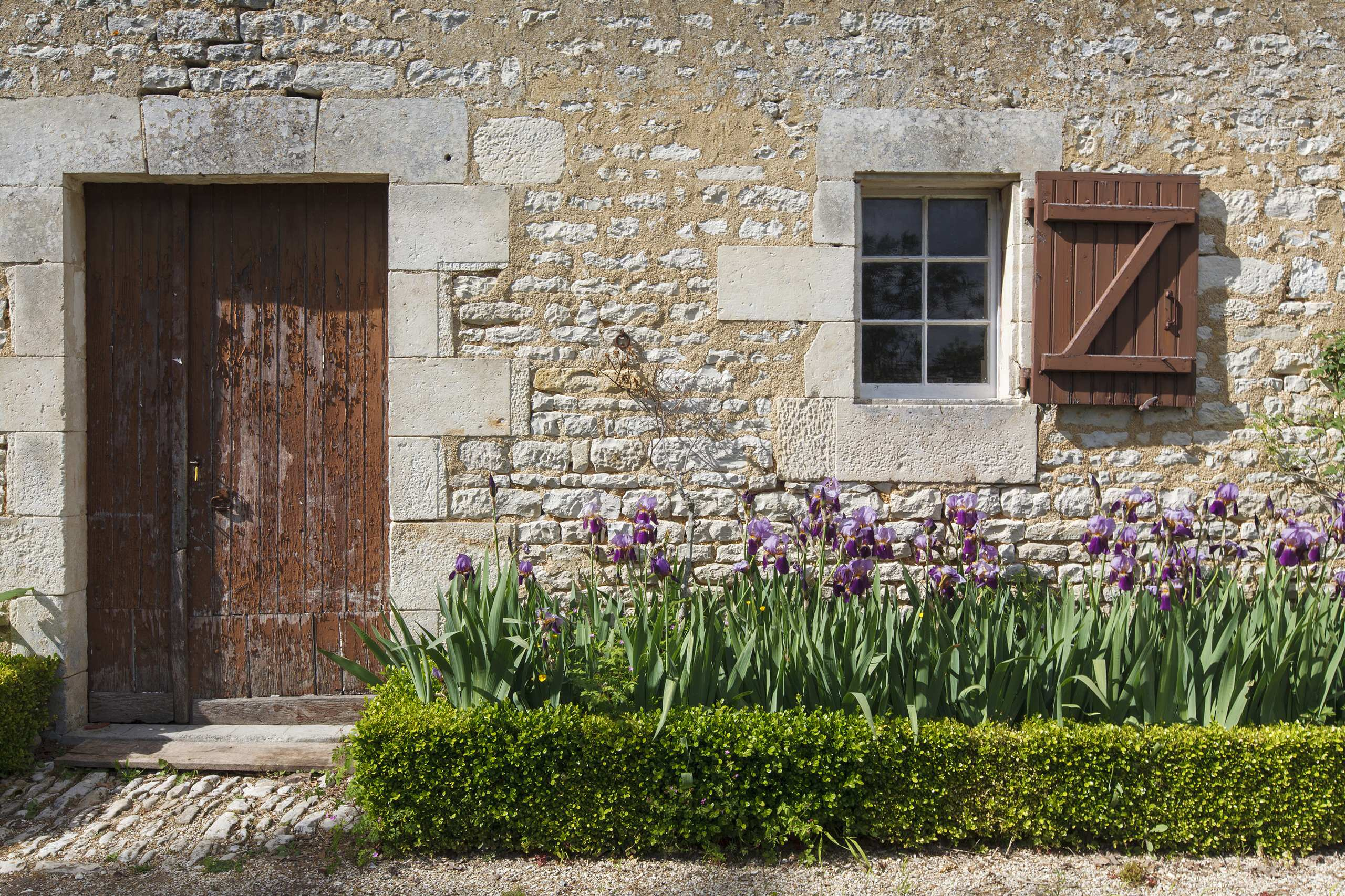 Цветок месяца: Ирис бородатый