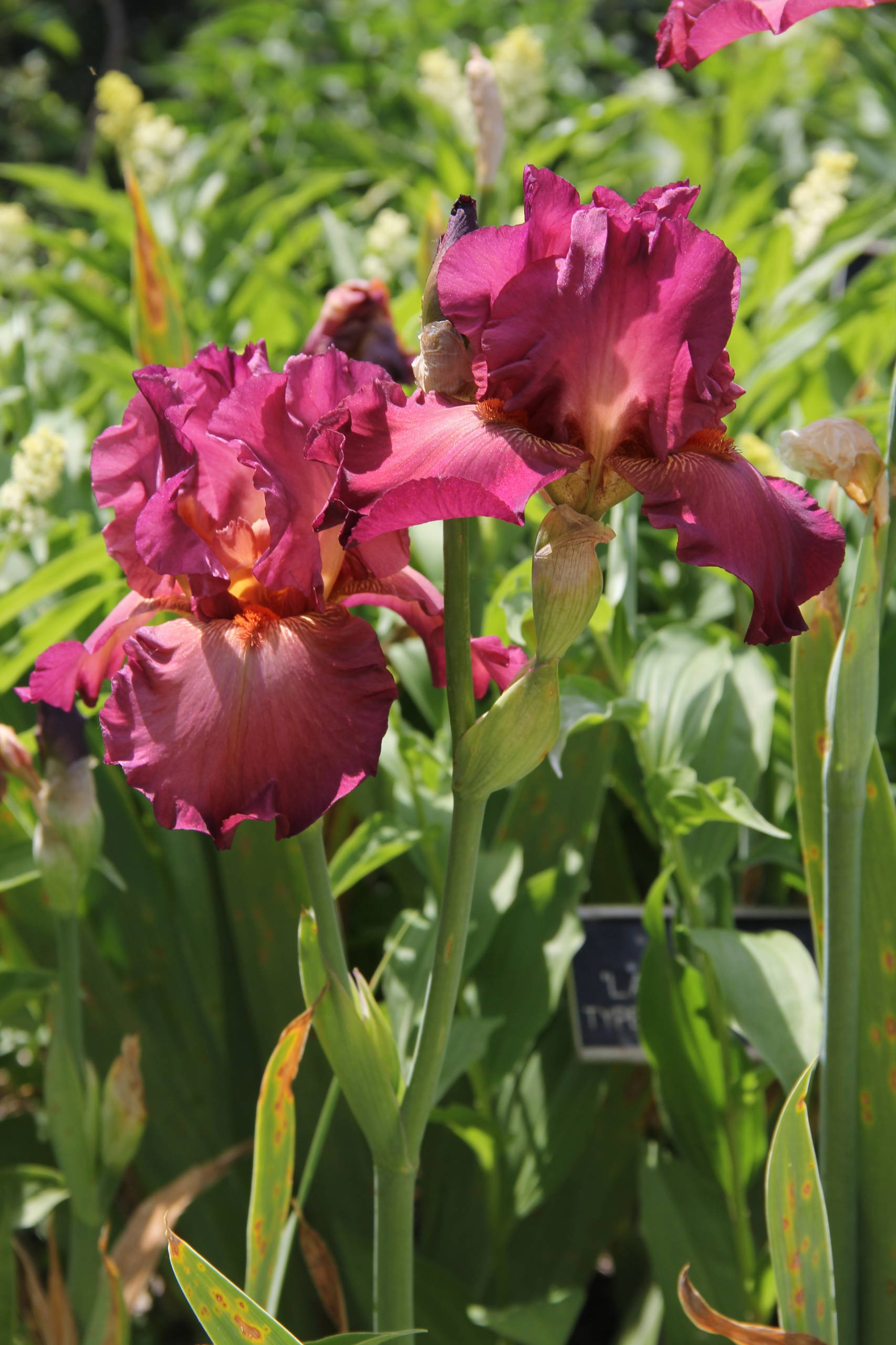 Цветок месяца: Ирис бородатый