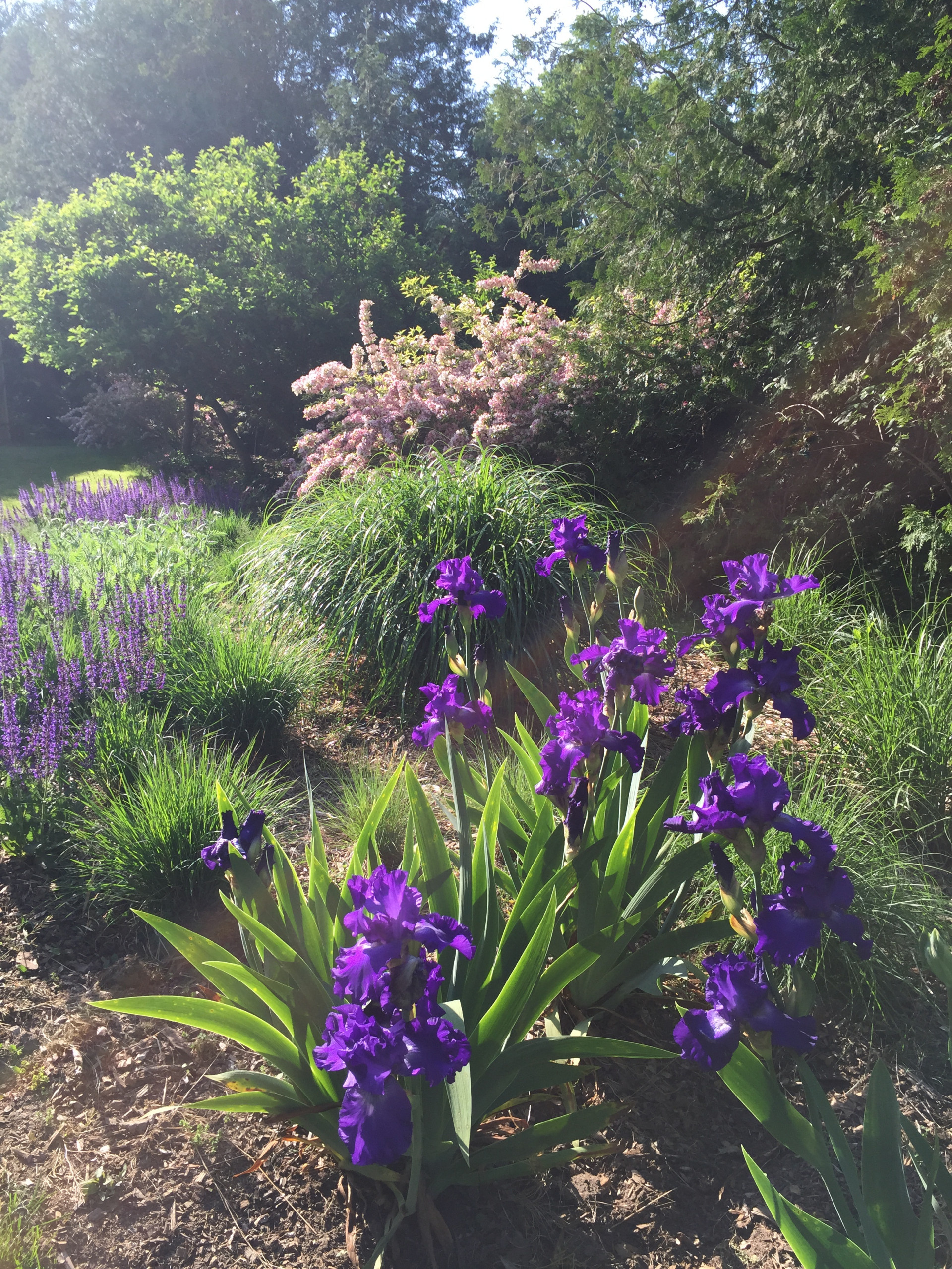 Цветок месяца: Ирис бородатый