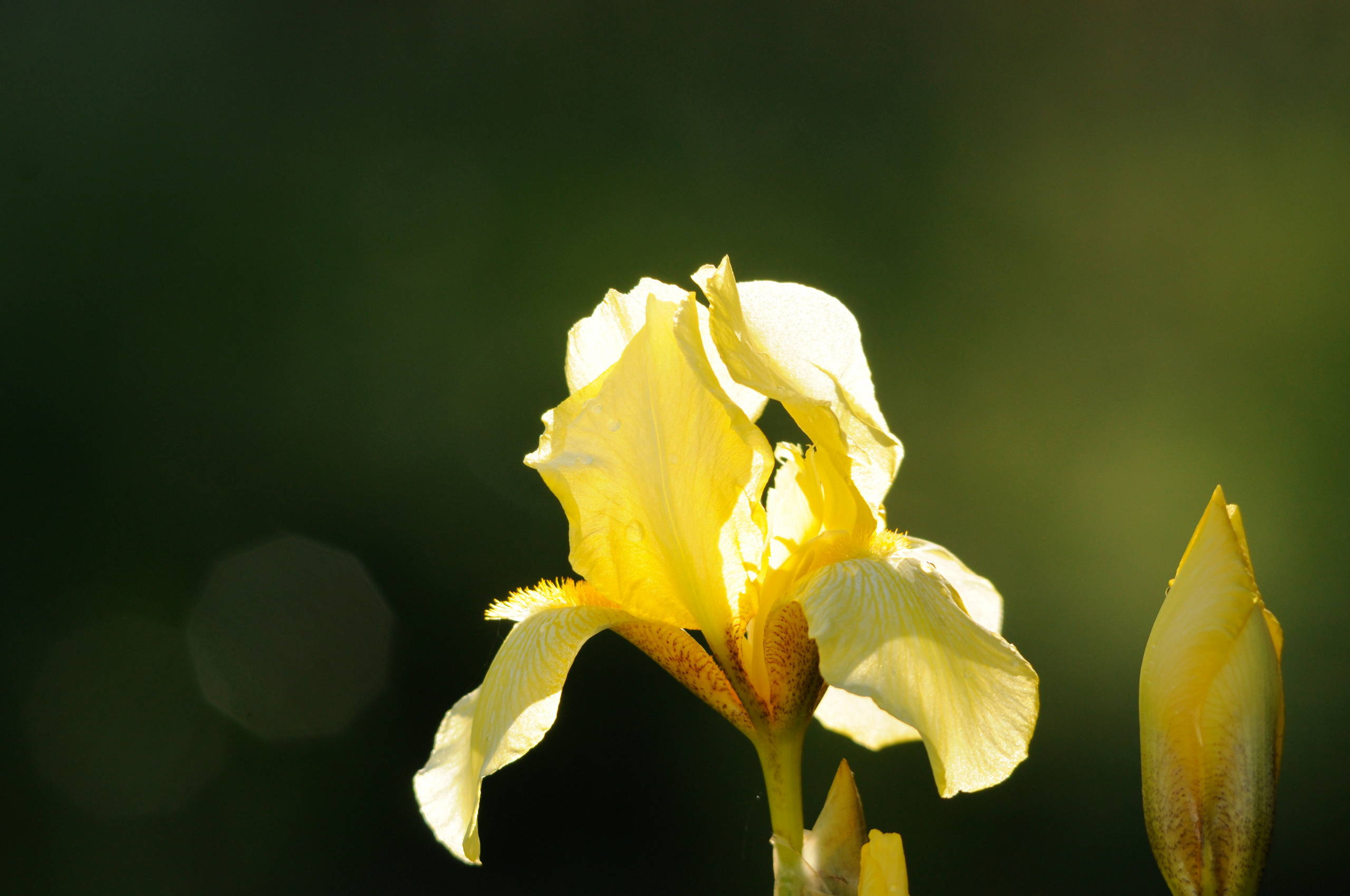 Цветок месяца: Ирис бородатый