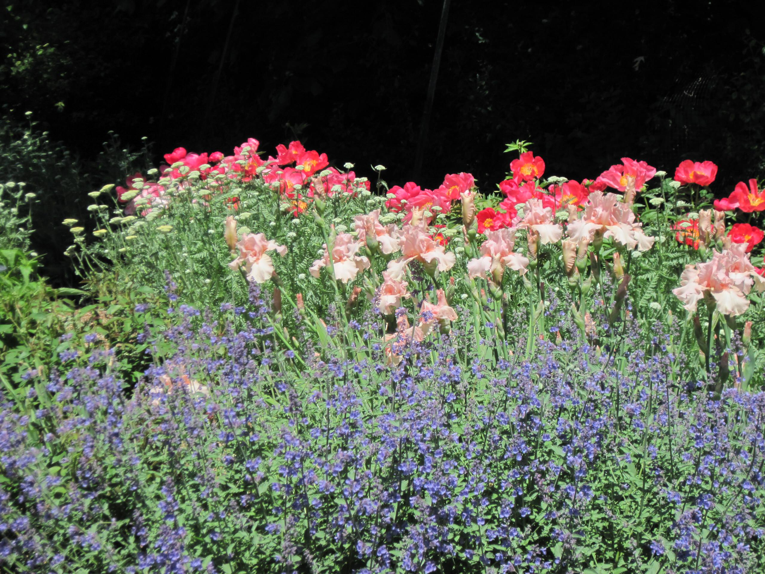 Цветок месяца: Ирис бородатый