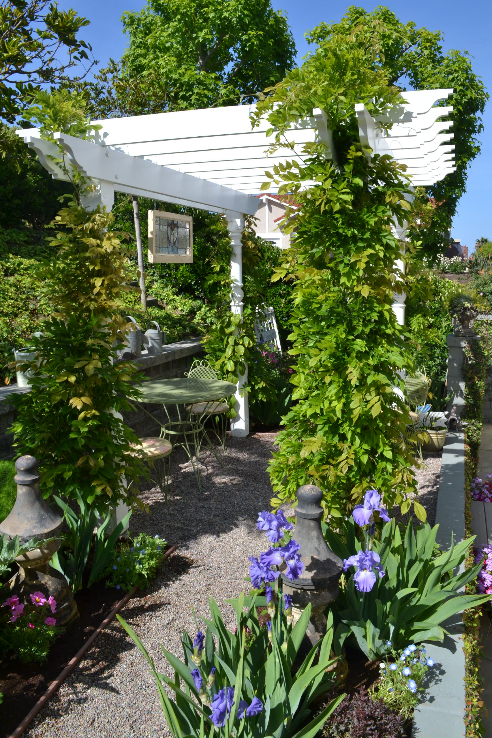 Цветок месяца: Ирис бородатый