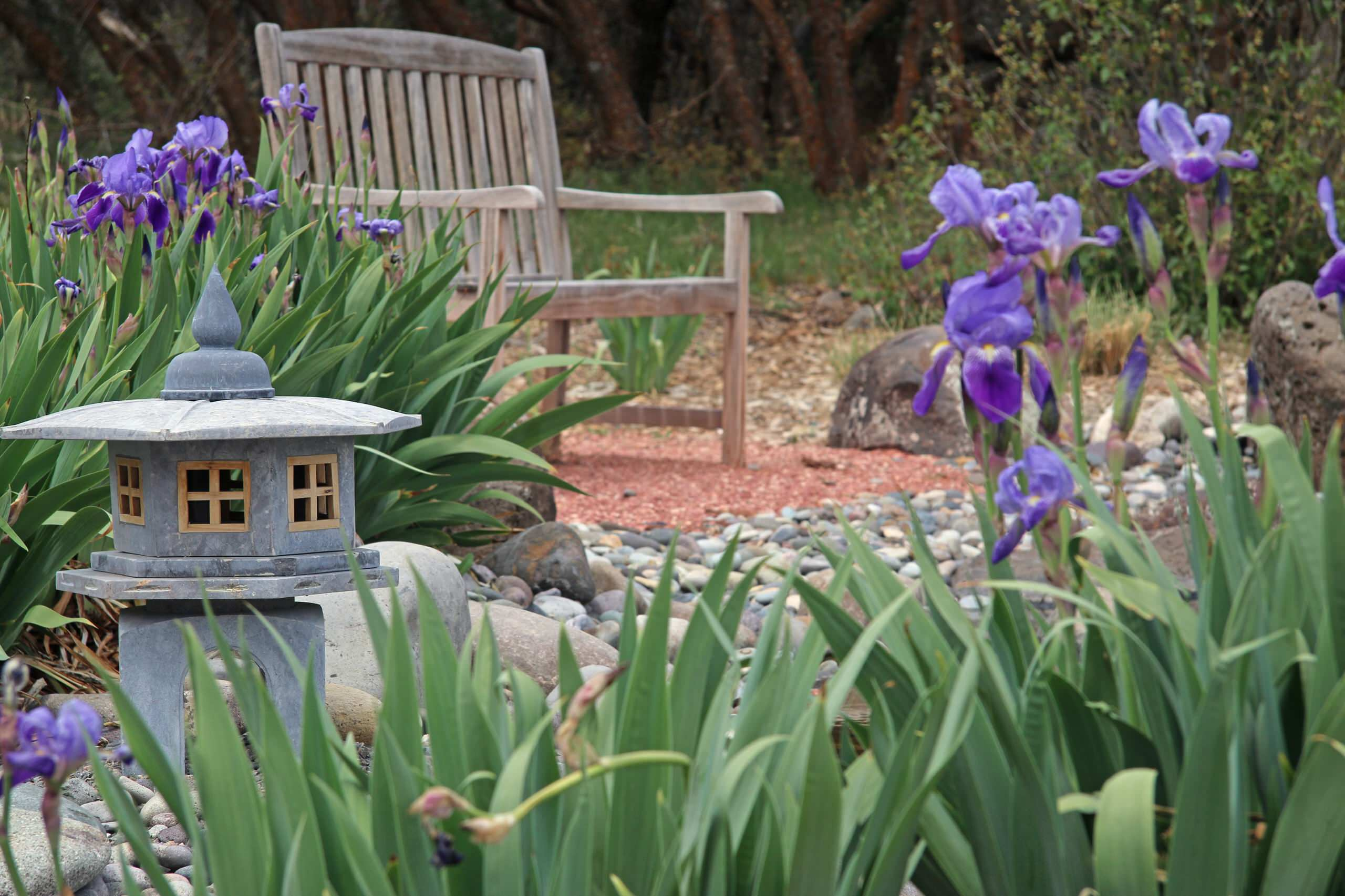 Цветок месяца: Ирис бородатый