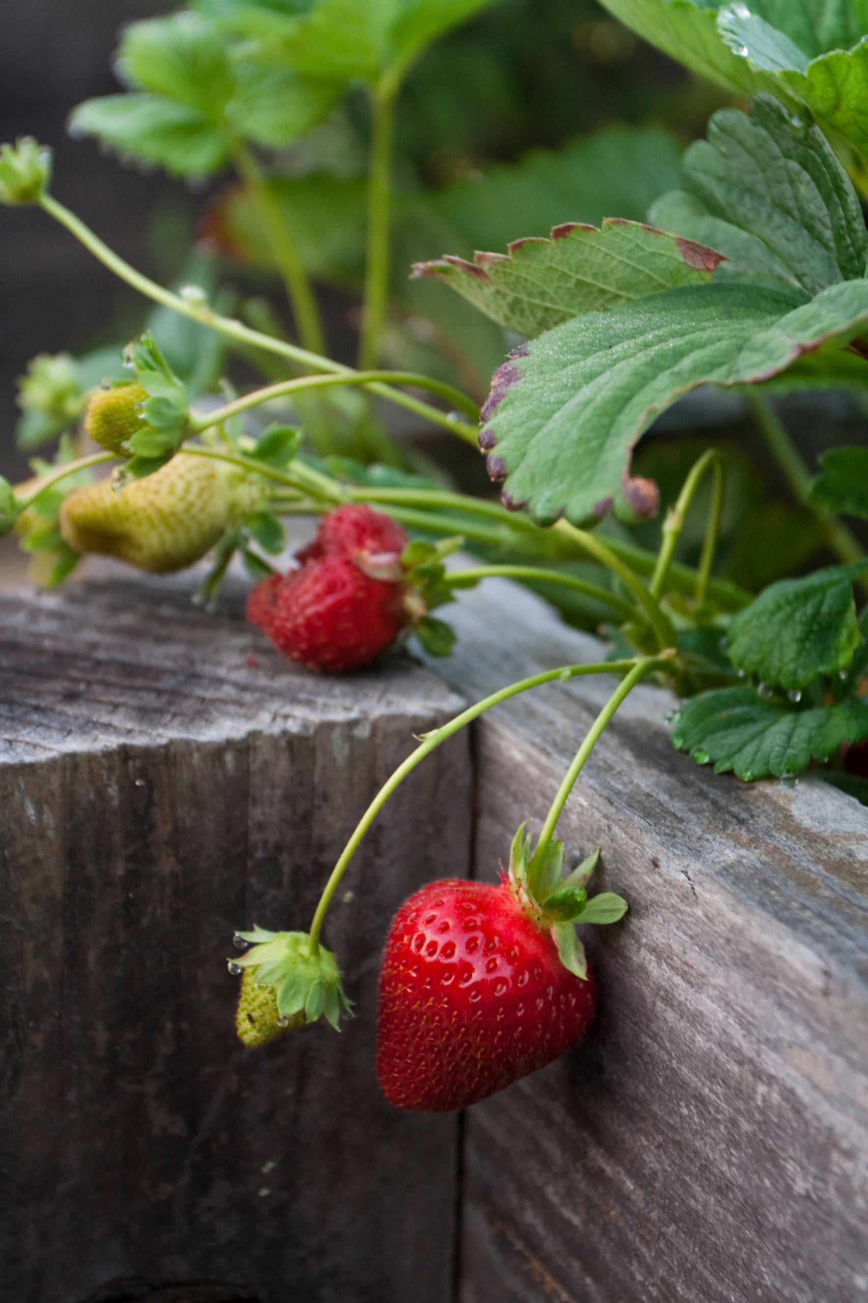 Огород на балконе: Как выращивать фрукты и овощи в городе