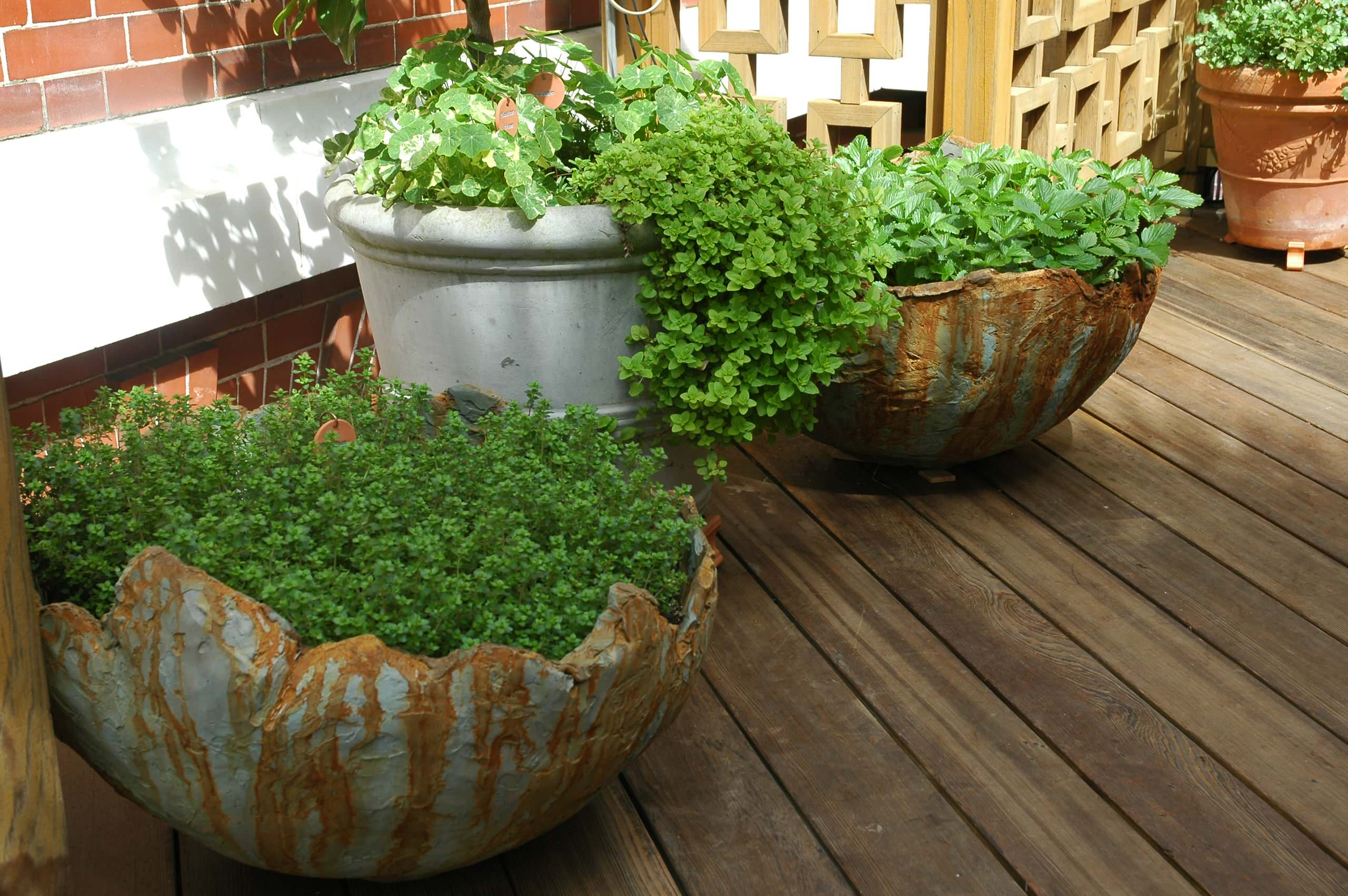 Огород на балконе: Как выращивать фрукты и овощи в городе