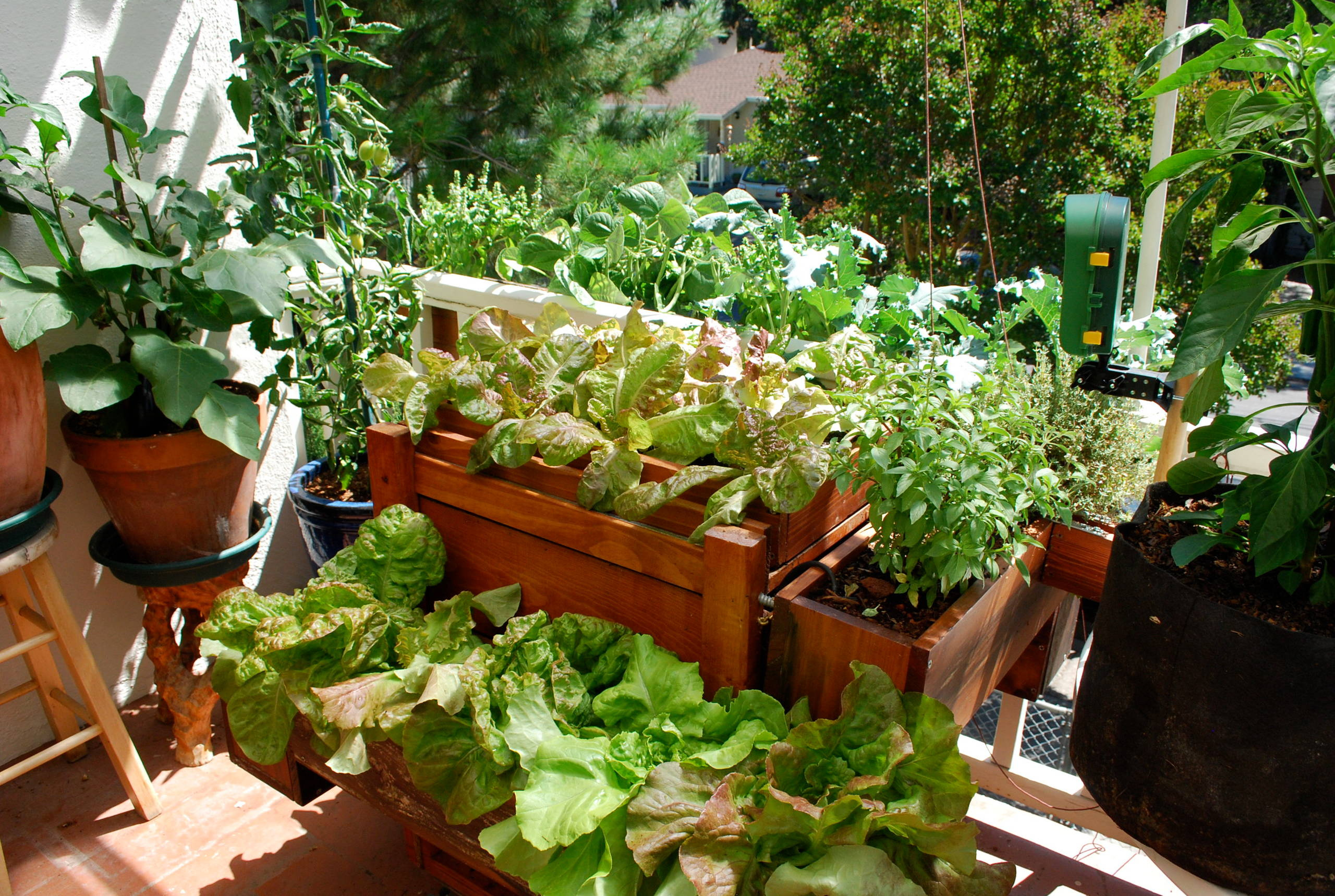 Огород на балконе: Как выращивать фрукты и овощи в городе