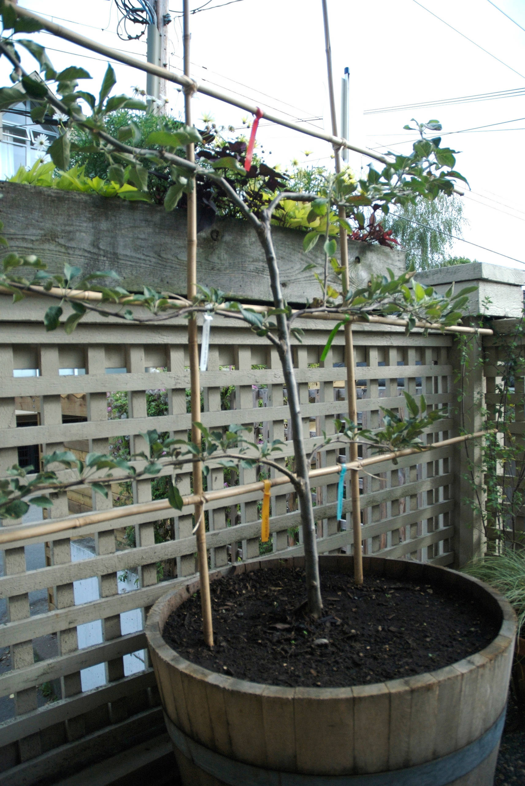 Огород на балконе: Как выращивать фрукты и овощи в городе