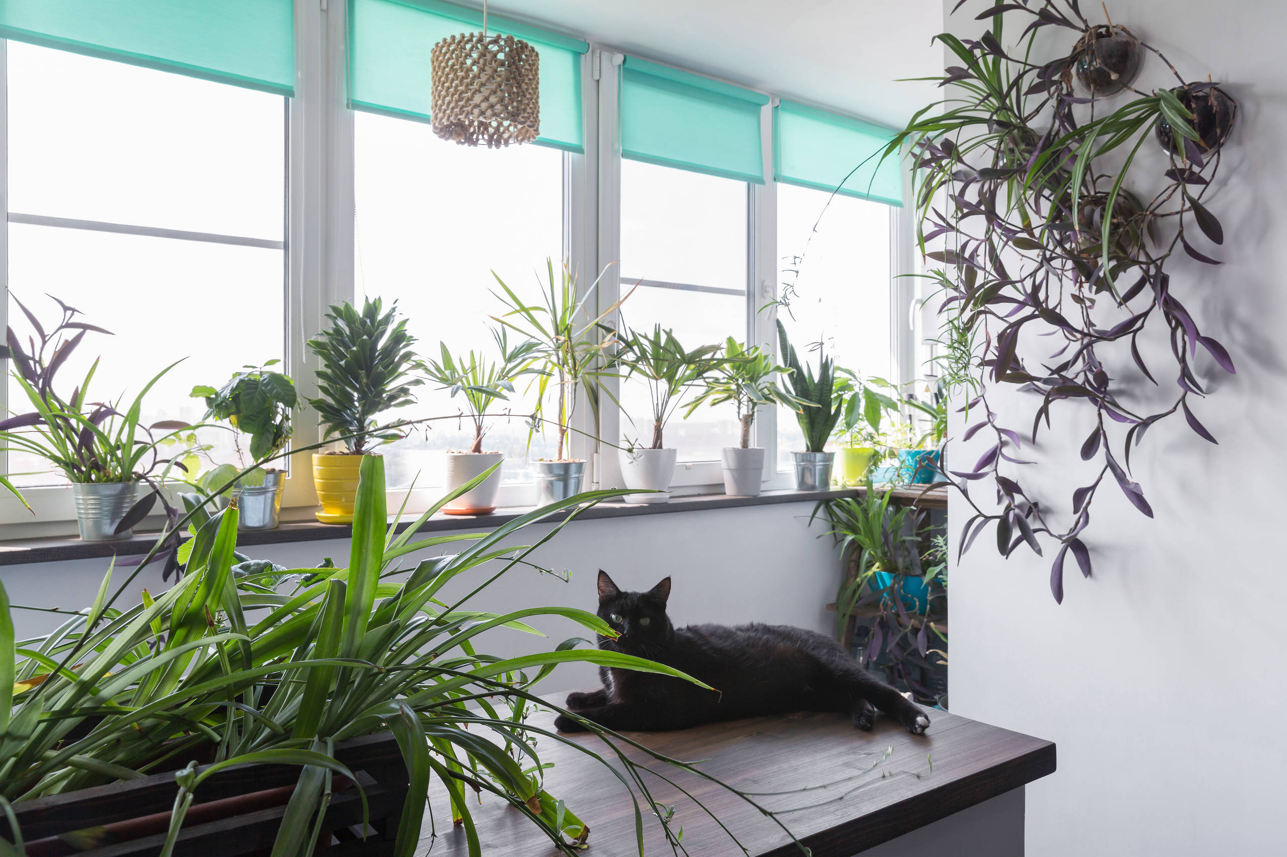 В гостях: Квартира для любителей Азии