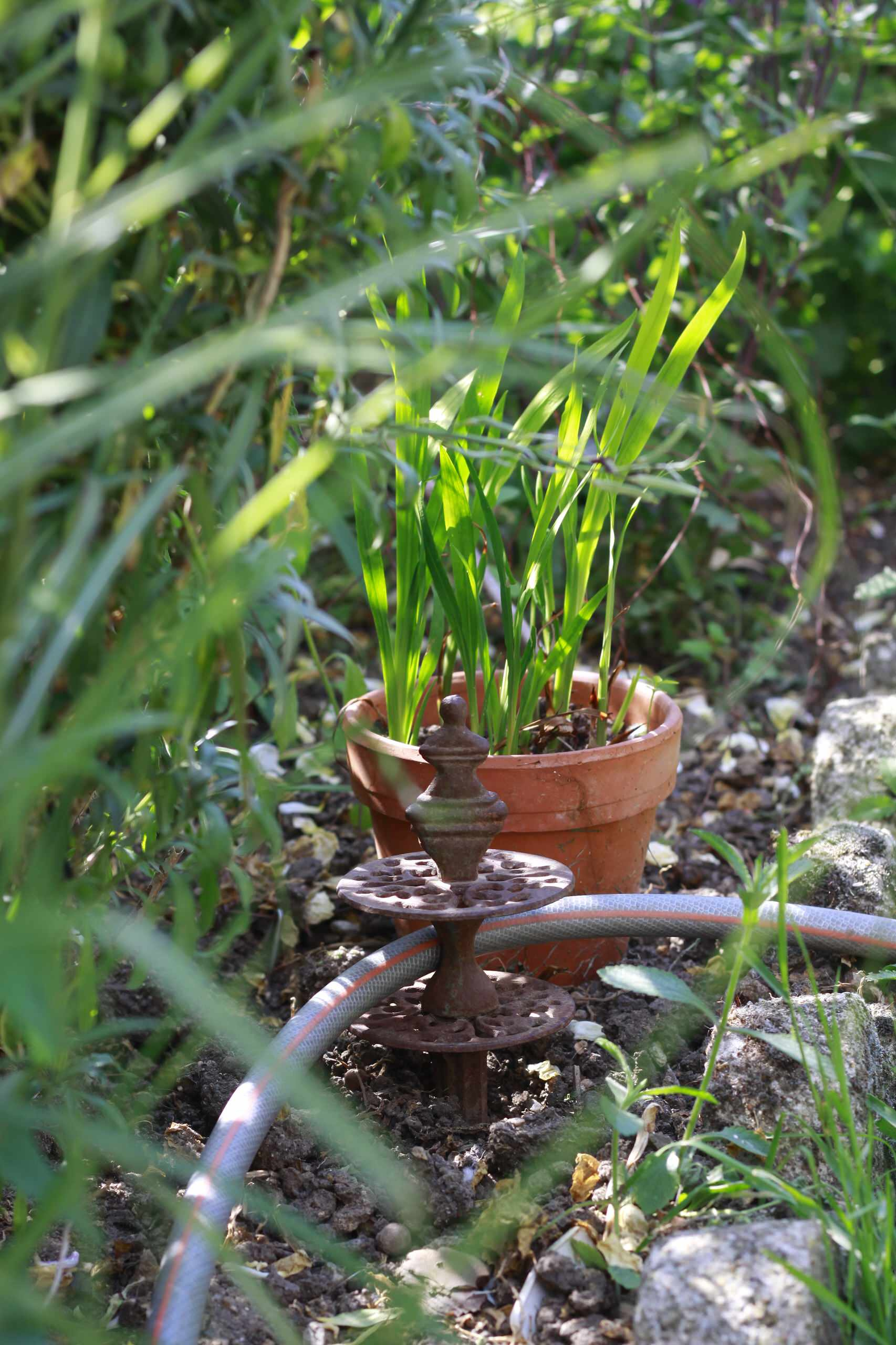 Как правильно: Организовать туман в саду