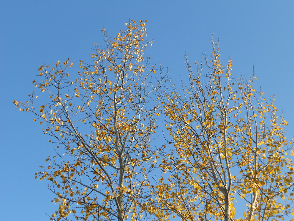 Золото на голубом: Работы в саду и огороде в сентябре