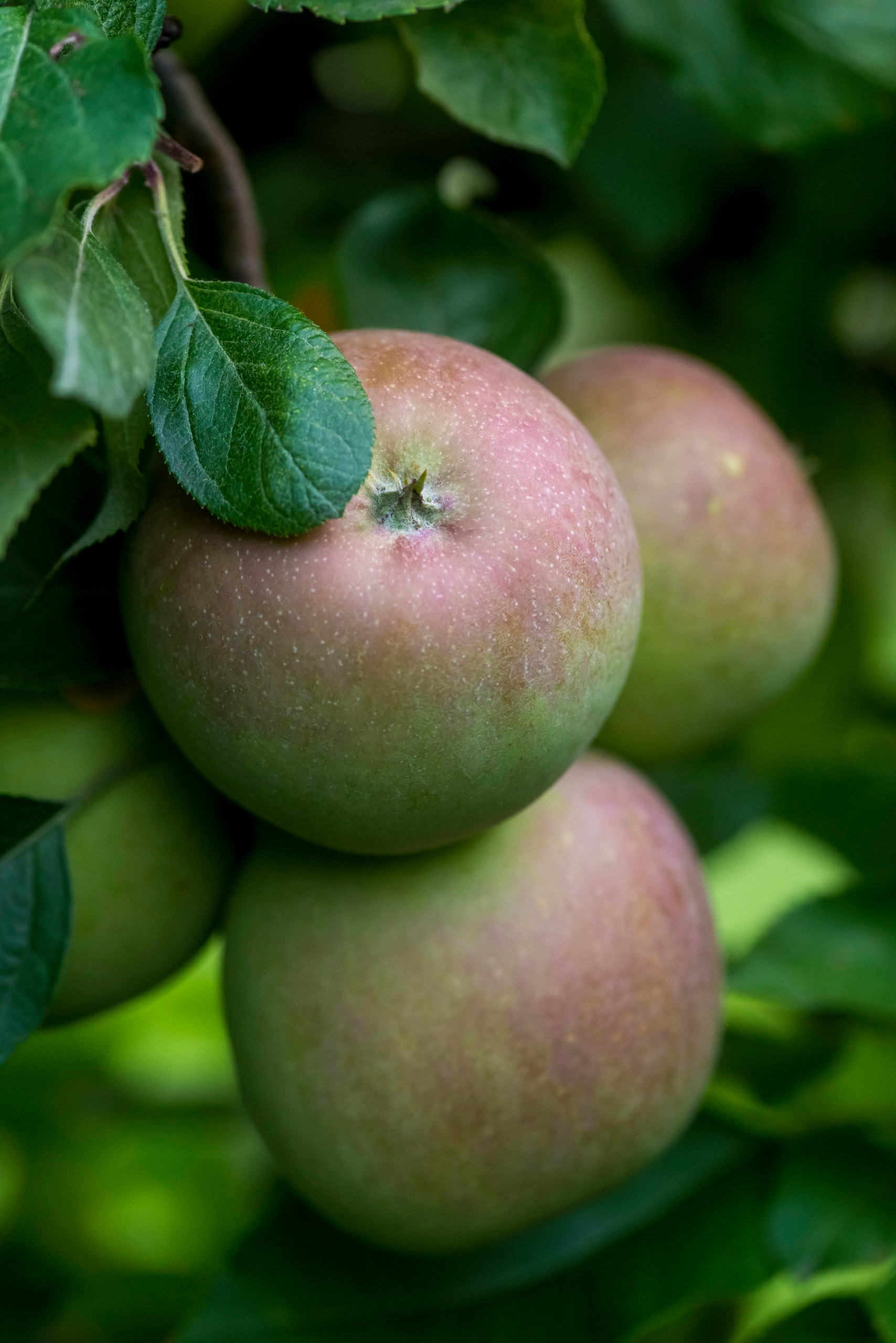 Золото на голубом: Работы в саду и огороде в сентябре