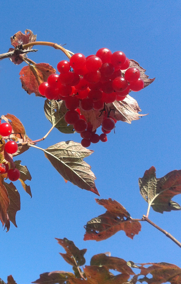 Книги: «Искусство стильной бедности» Александра Шёнбурга