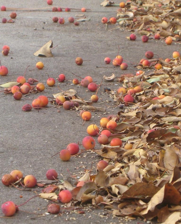 Золото на голубом: Работы в саду и огороде в сентябре