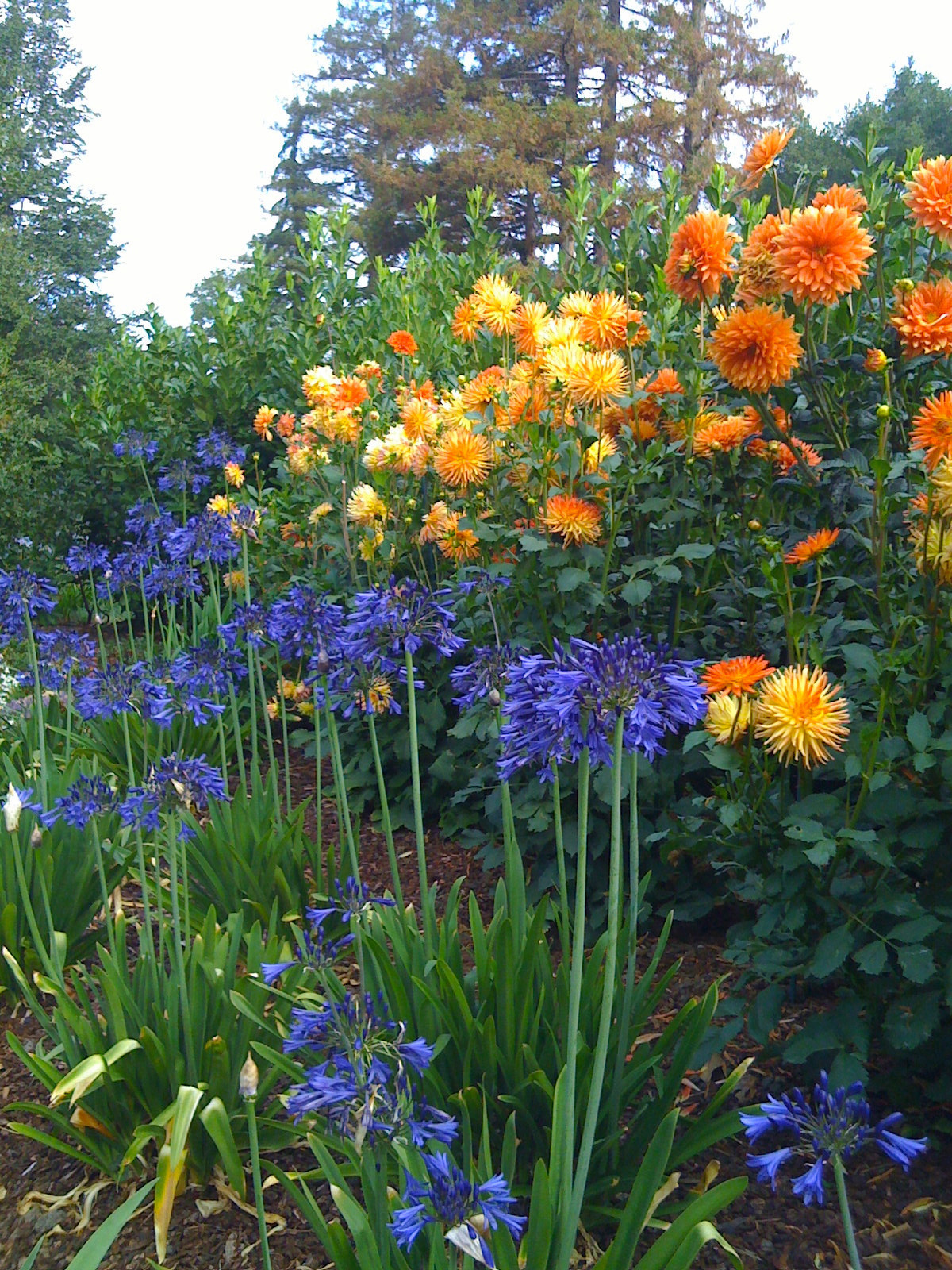 Золото на голубом: Работы в саду и огороде в сентябре