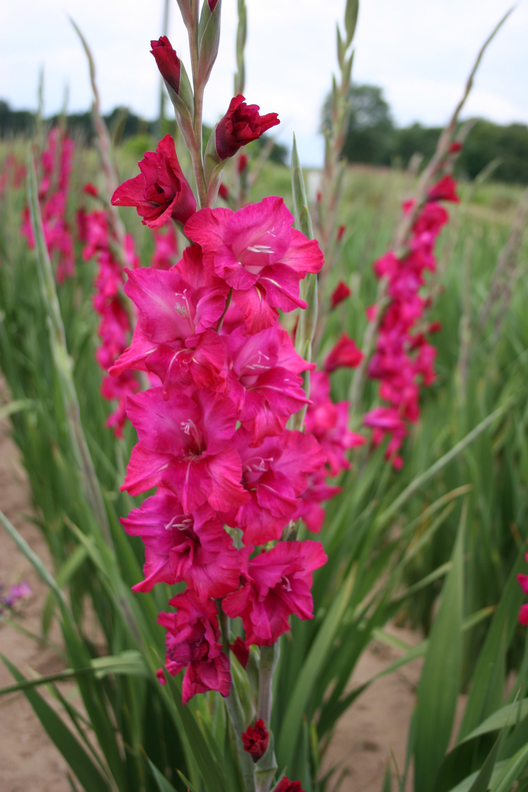 Золото на голубом: Работы в саду и огороде в сентябре