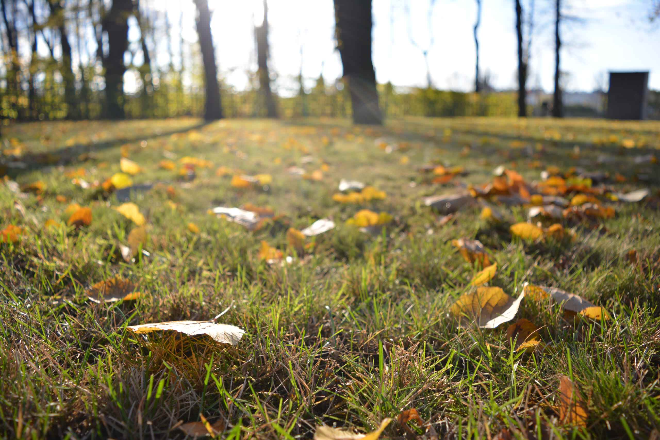 Золото на голубом: Работы в саду и огороде в сентябре