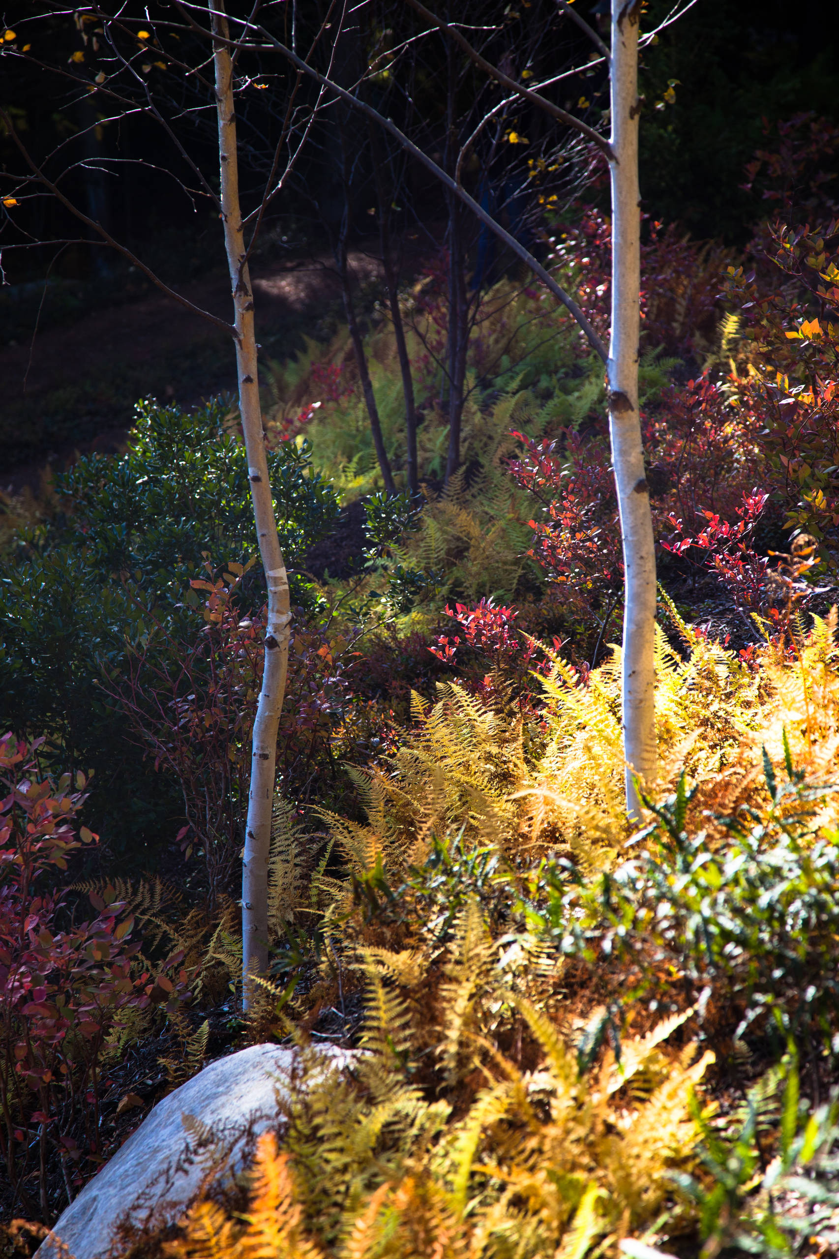 Как правильно: Посадить сад осенью