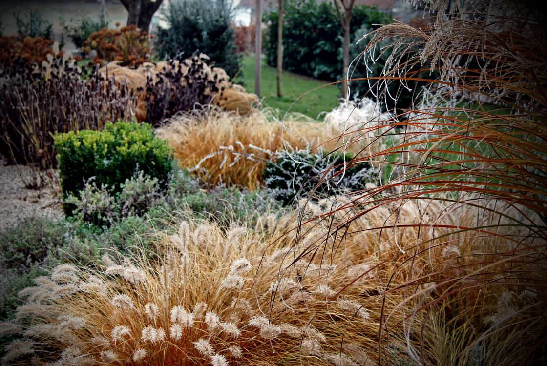 Фотоохота: 37 садов со злаками