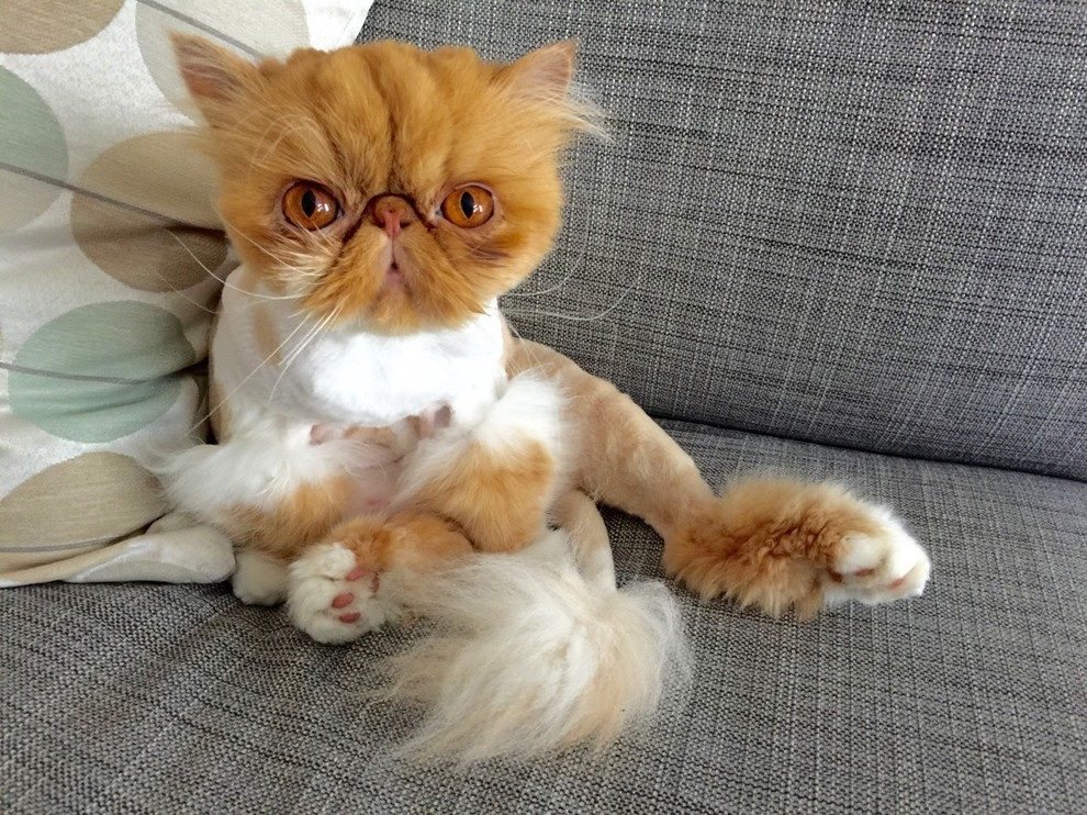 Кот в доме: Что делать, если начались проблемы