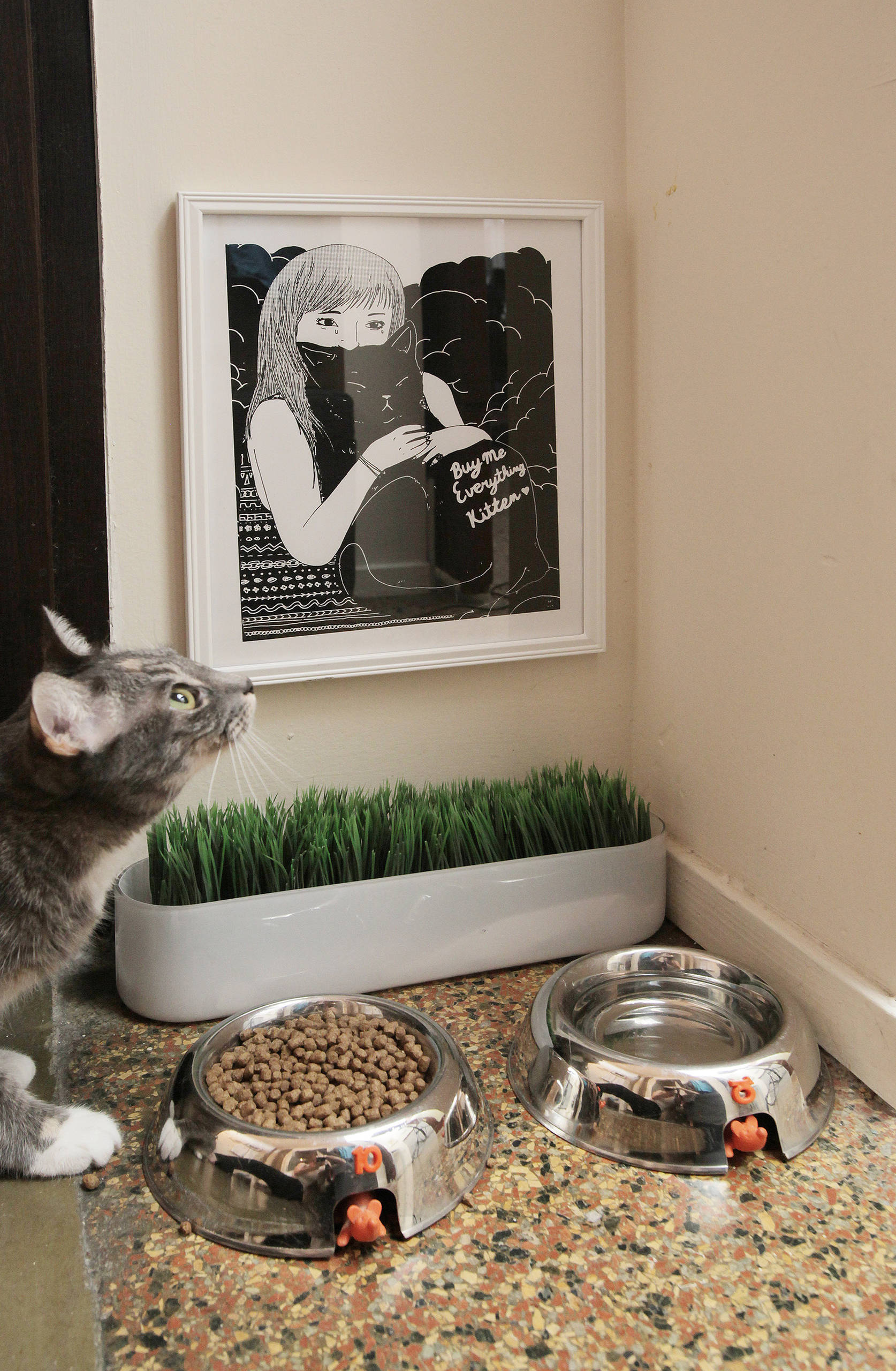 Кот в доме: Что делать, если начались проблемы