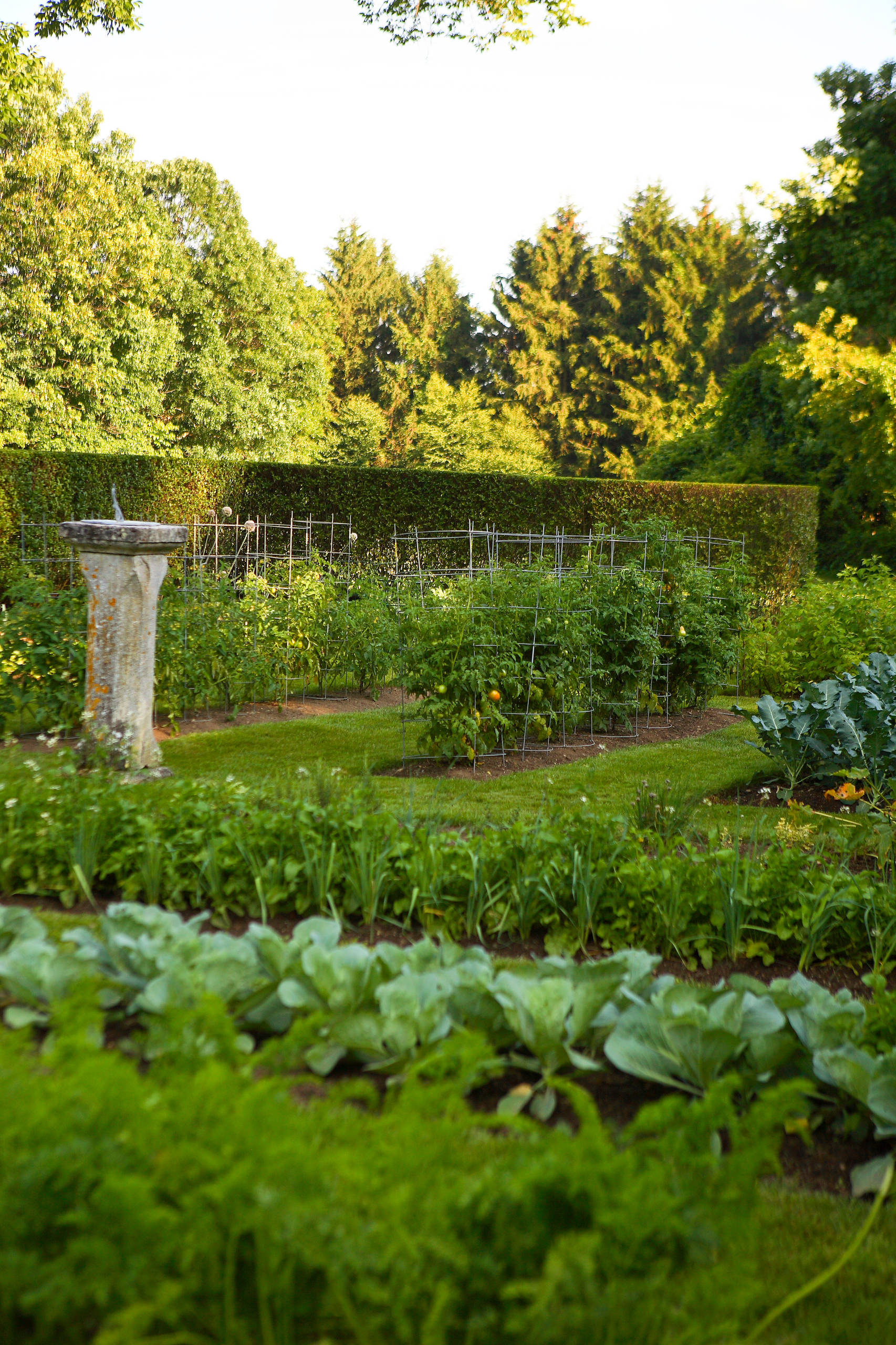 Азы садовода: Севооборот овощных культур и совместимость растений