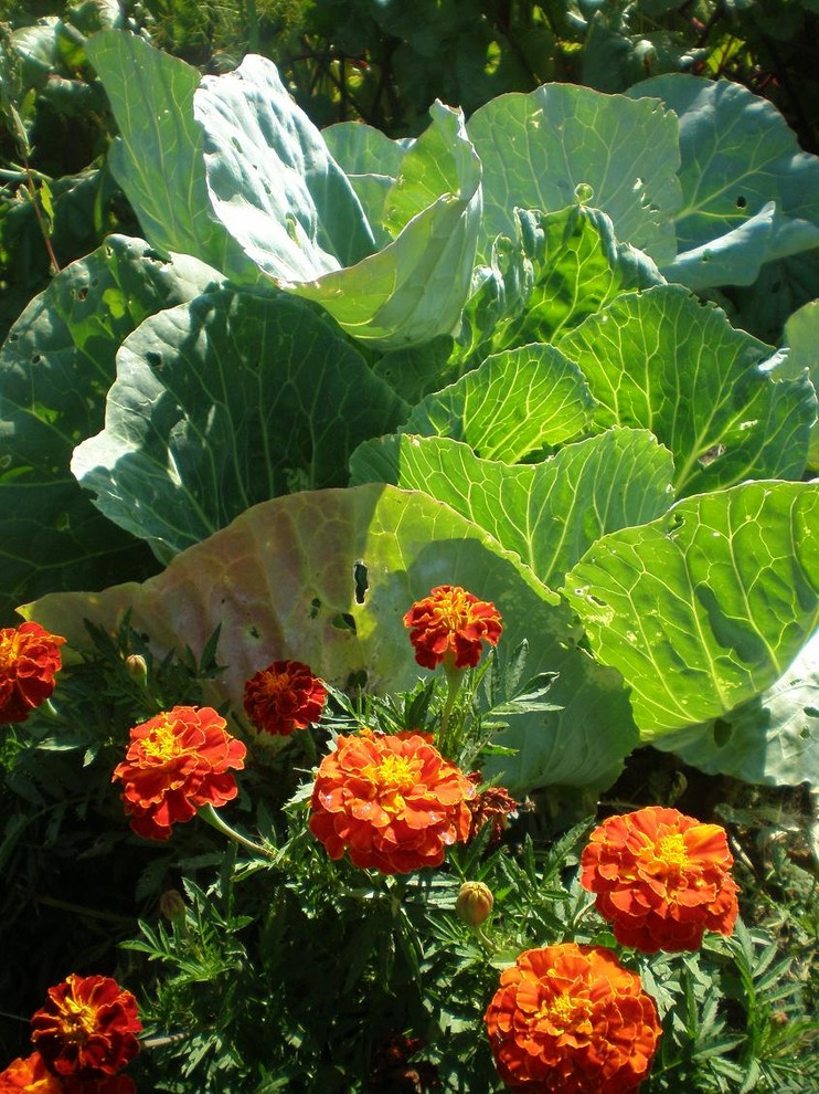 Азы садовода: Севооборот овощных культур и совместимость растений