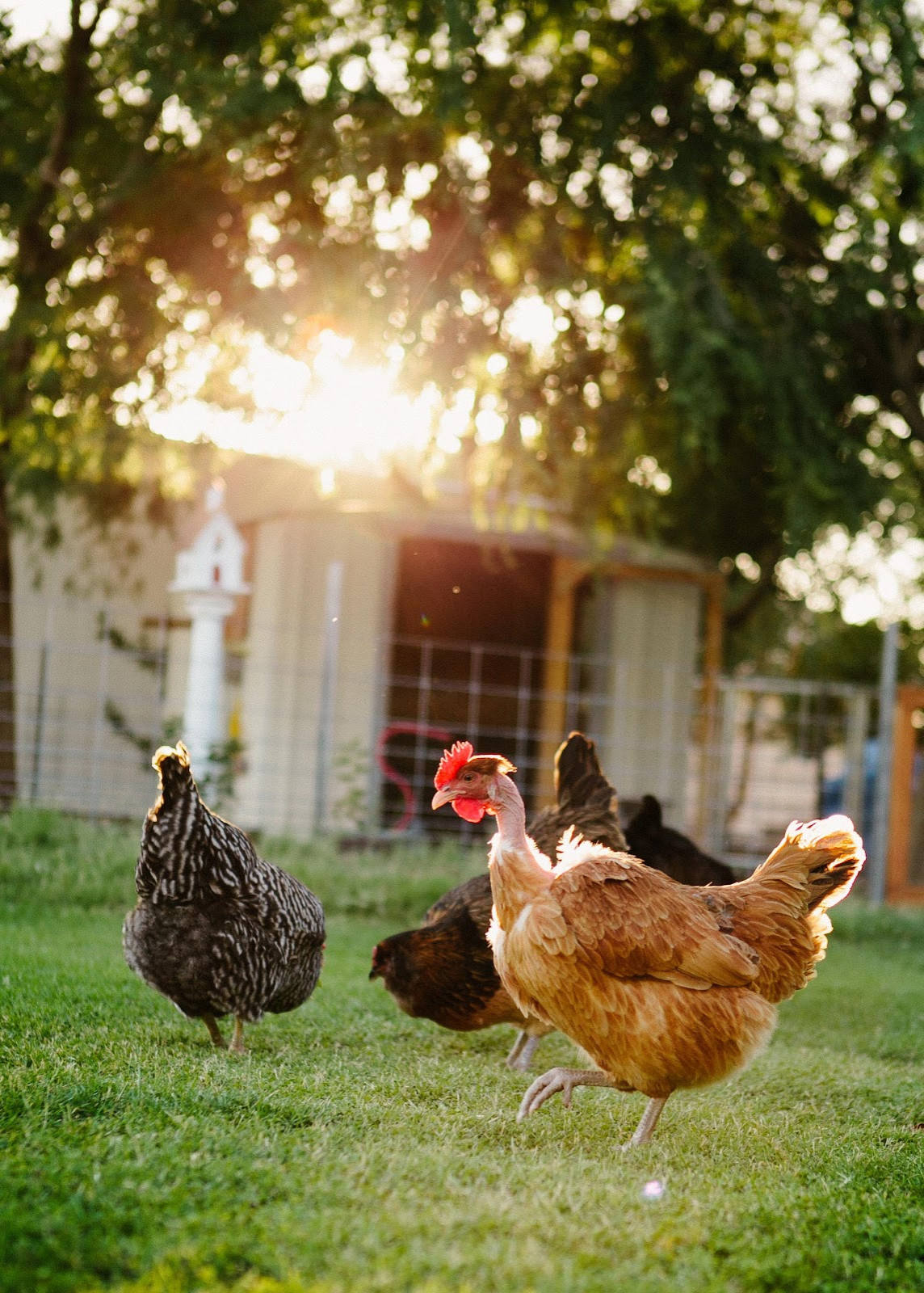 Houzz call:  Покажите, как живется вашим питомцам