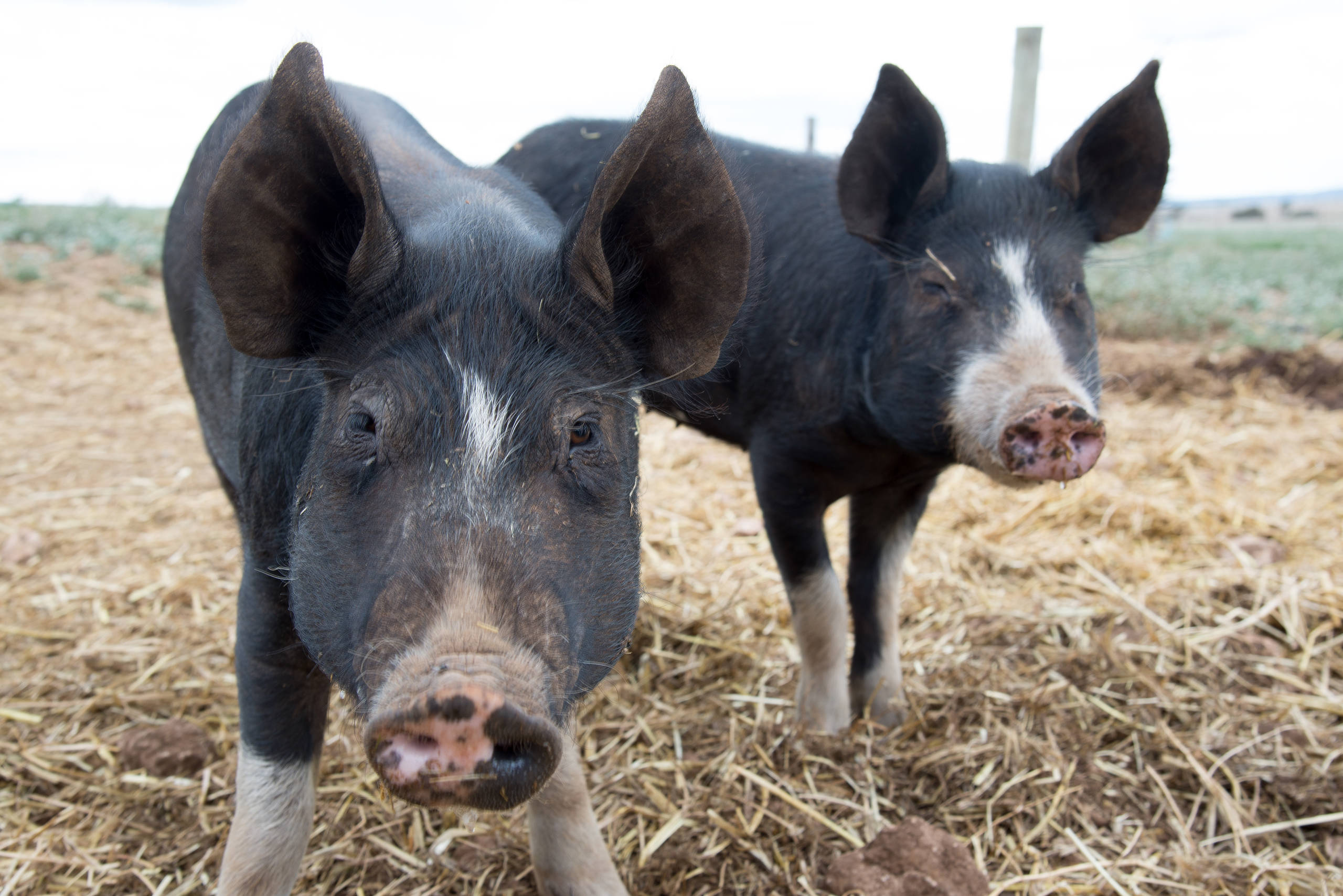 Houzz call:  Покажите, как живется вашим питомцам