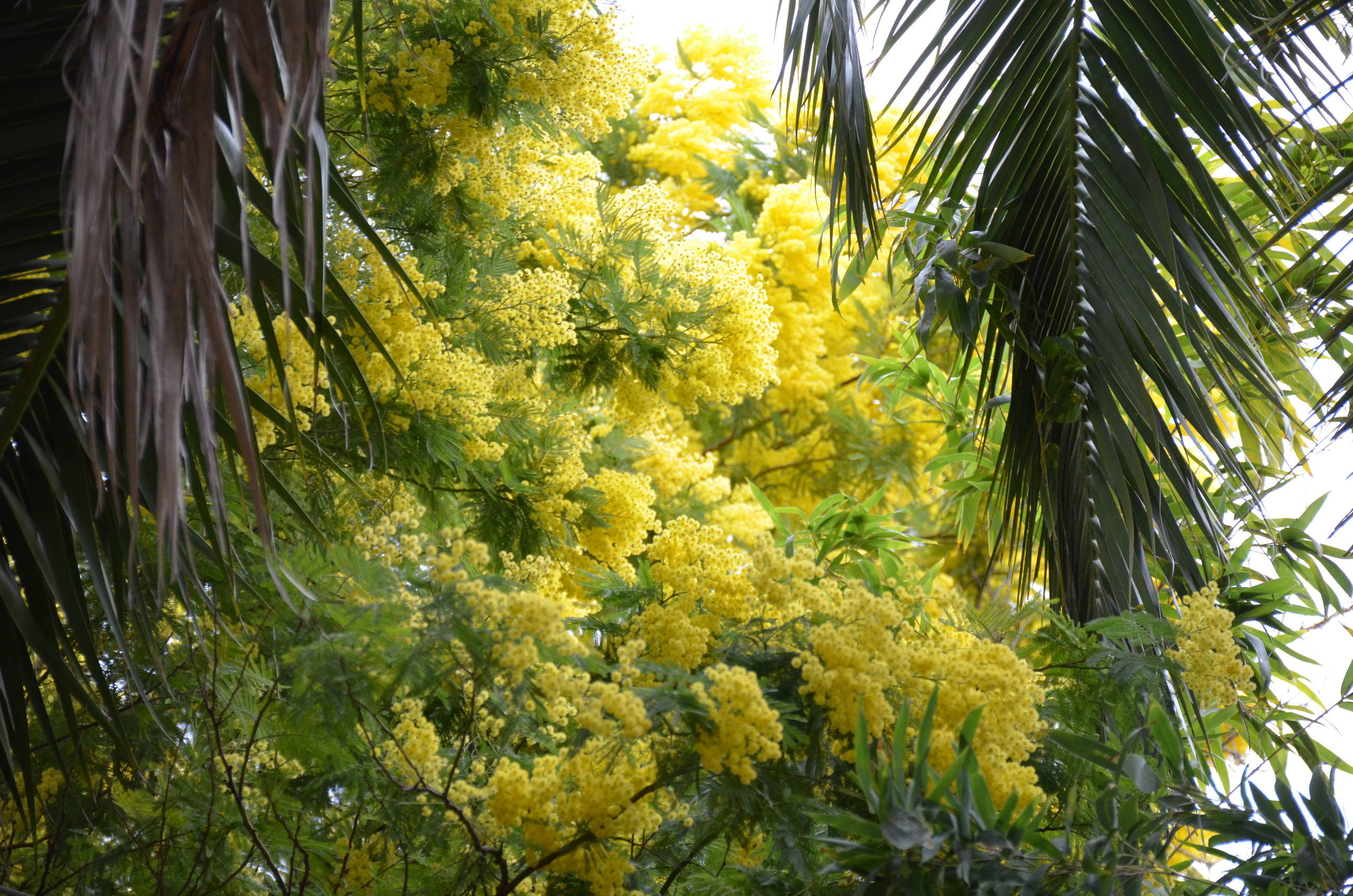 Феномен: Средиземноморские сады во французском стиле