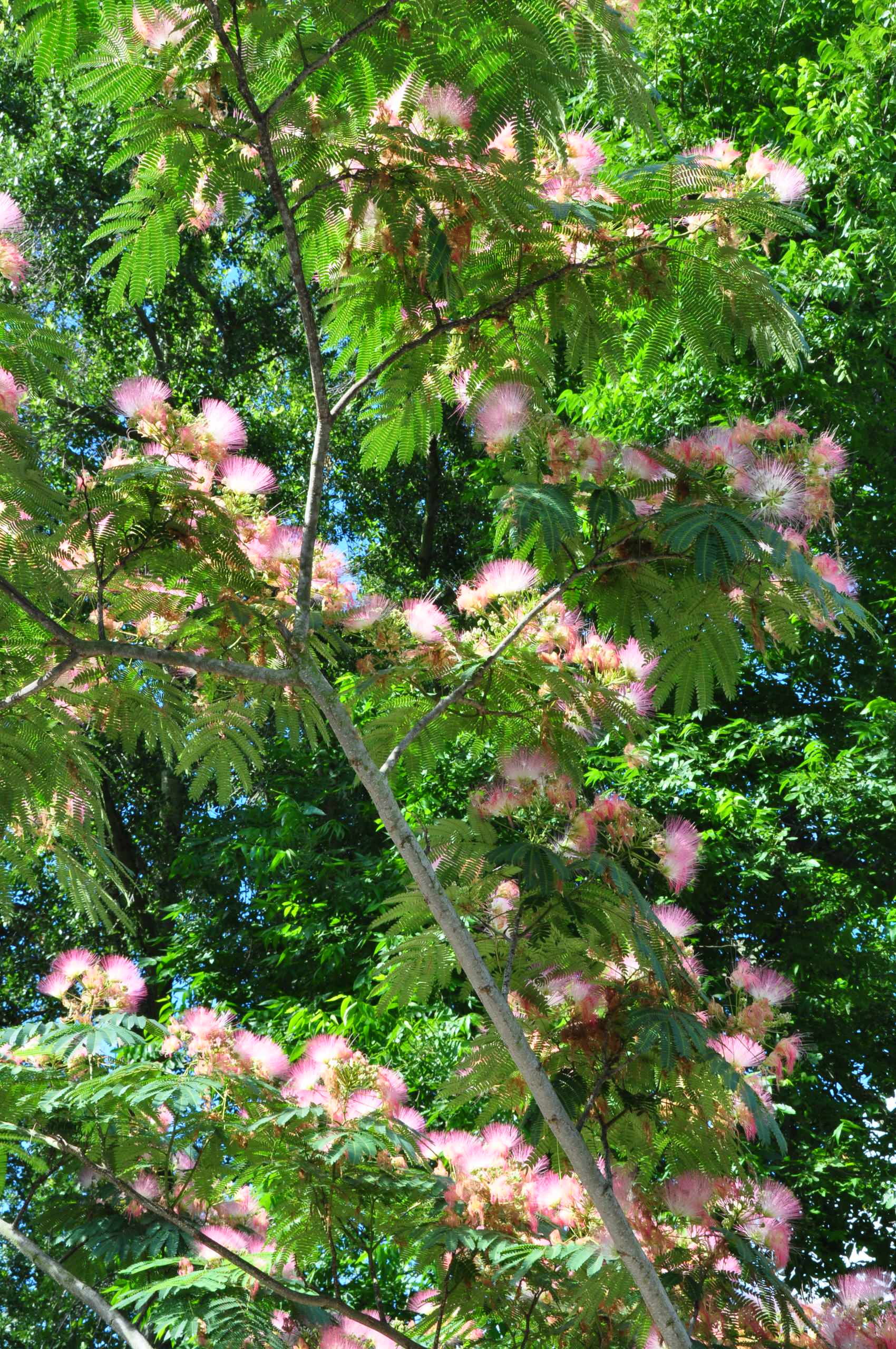 Феномен: Средиземноморские сады во французском стиле