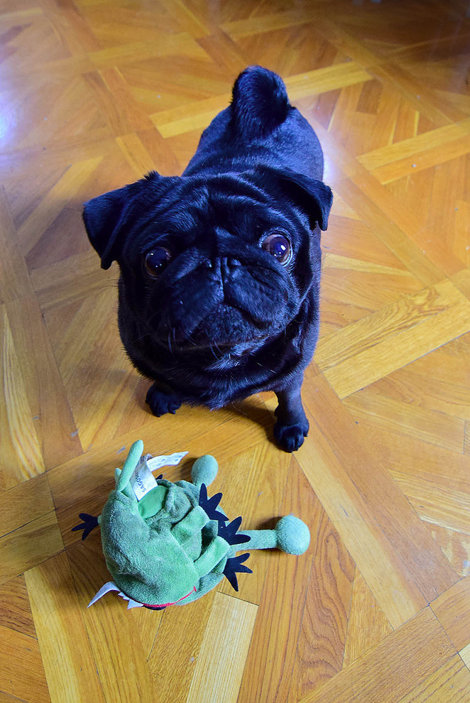 В гостях: Квартира с огромной гостиной, белыми быками и черным мопсом