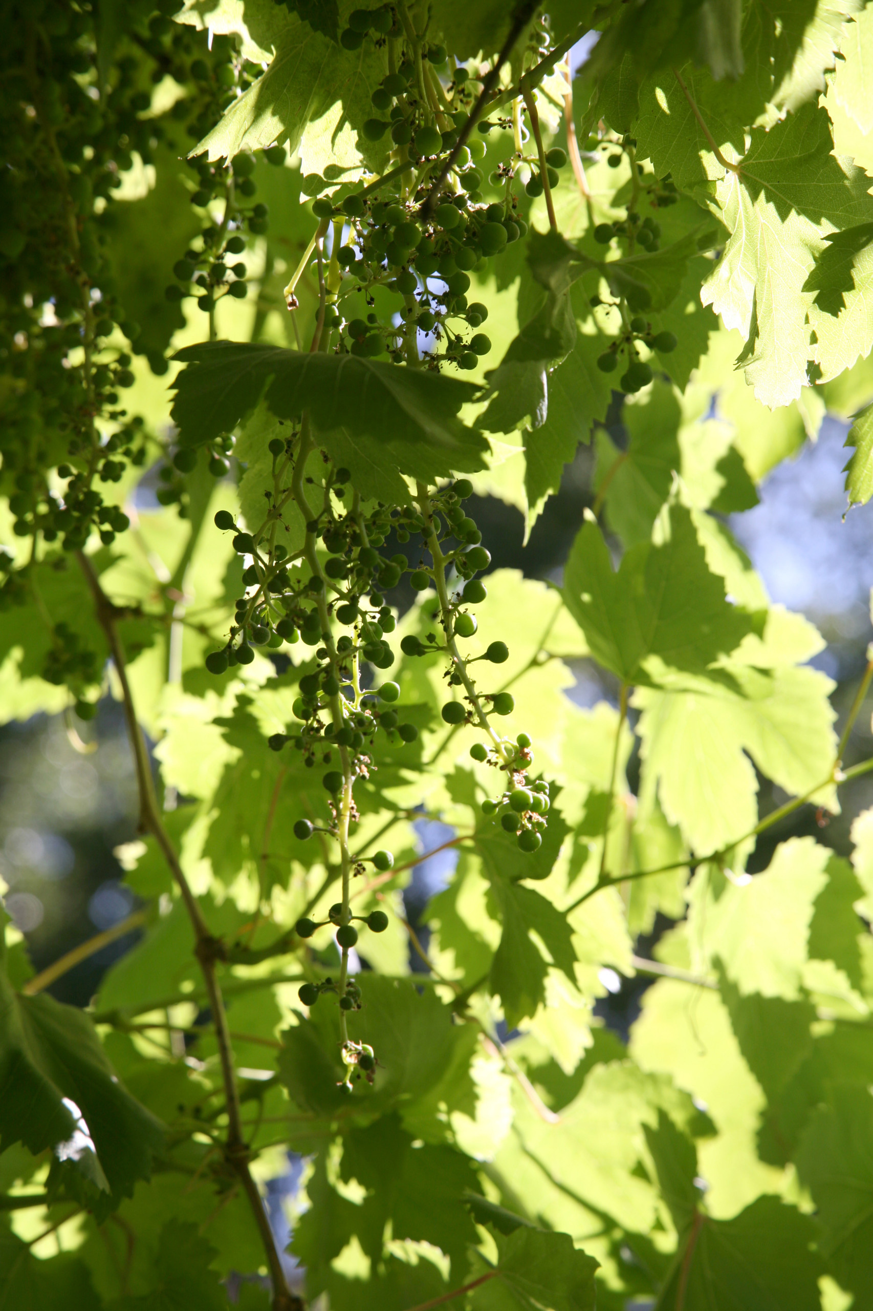 Расцветайте, фуксии и розы: что посадить на балконе мечты