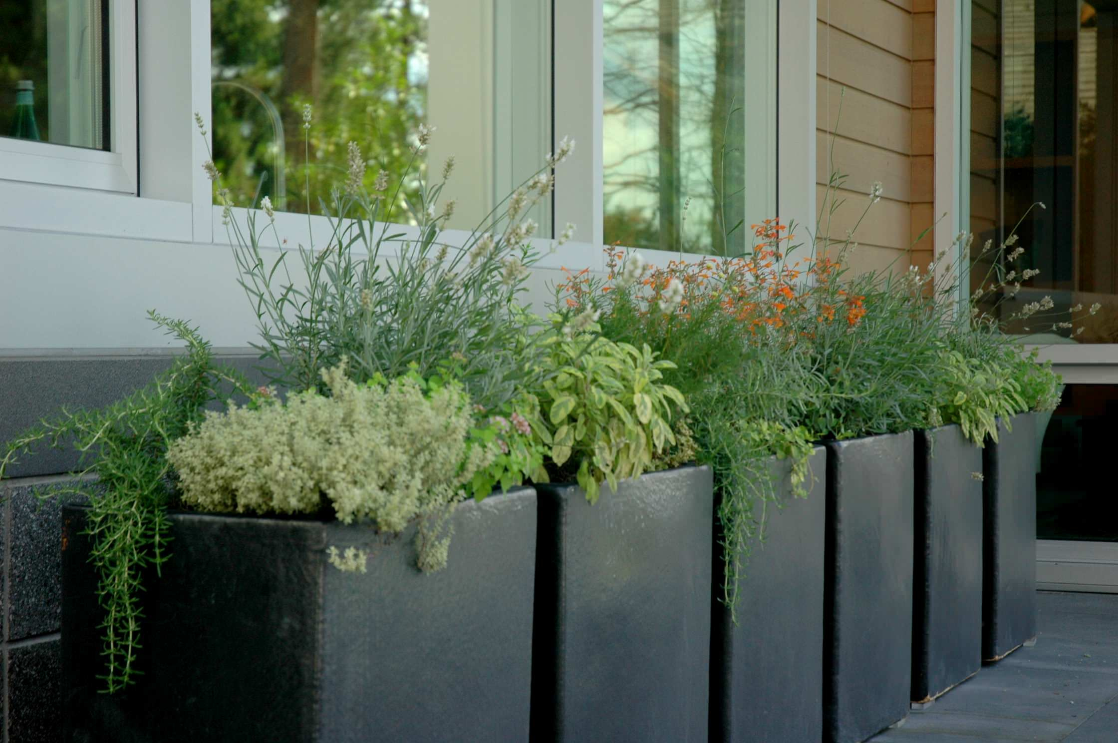 Расцветайте, фуксии и розы: что посадить на балконе мечты