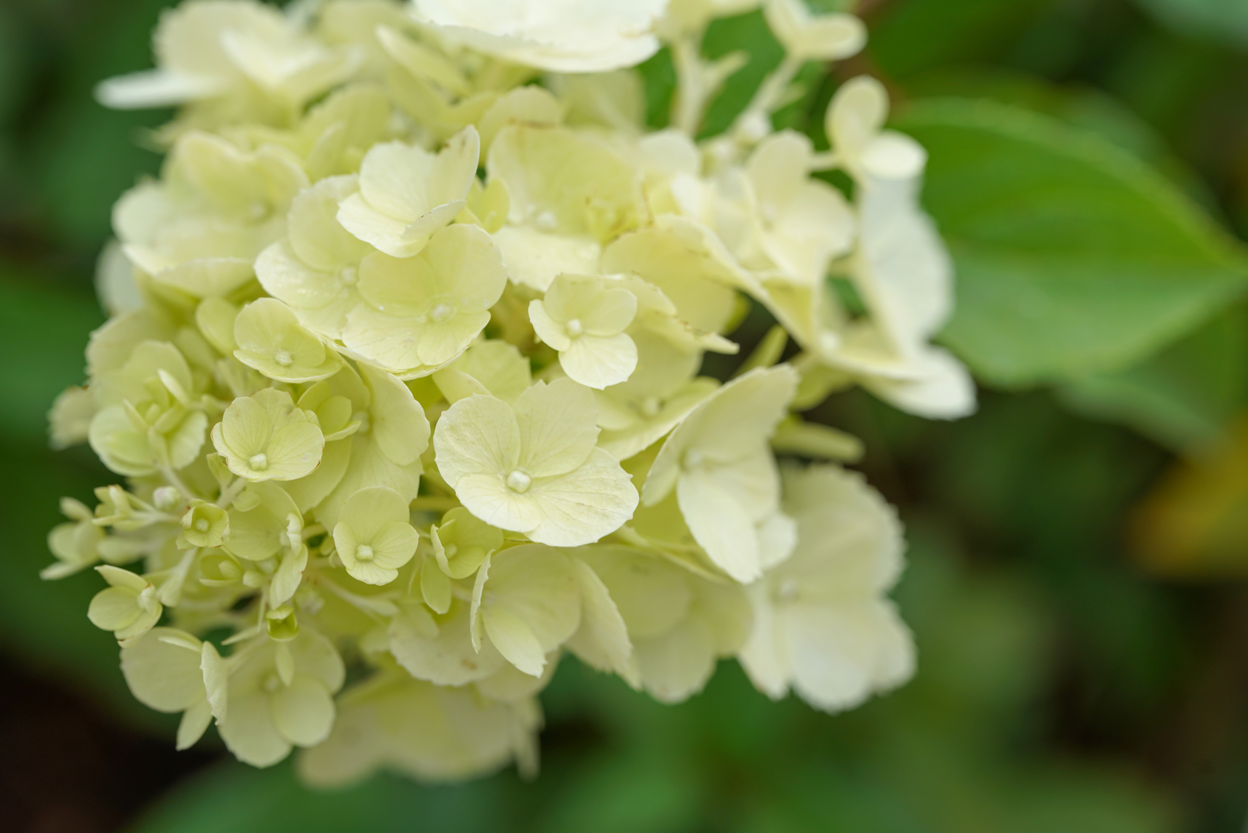 Сад недели: с огородом, кортеном и «живоносным источником»